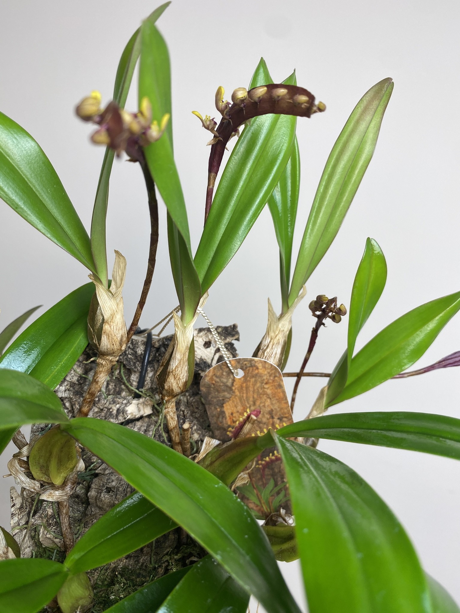 Bulbophyllum on cork