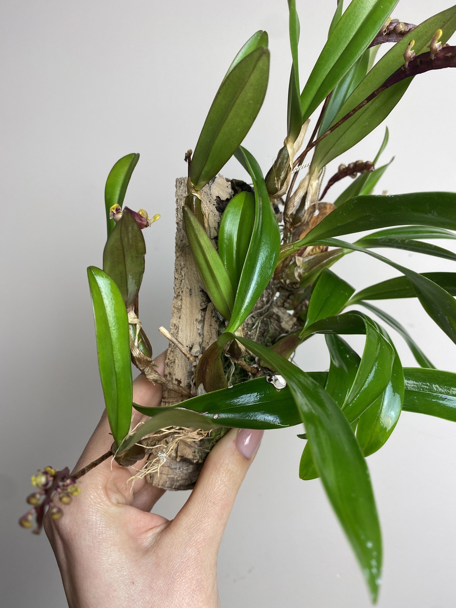 Bulbophyllum on cork