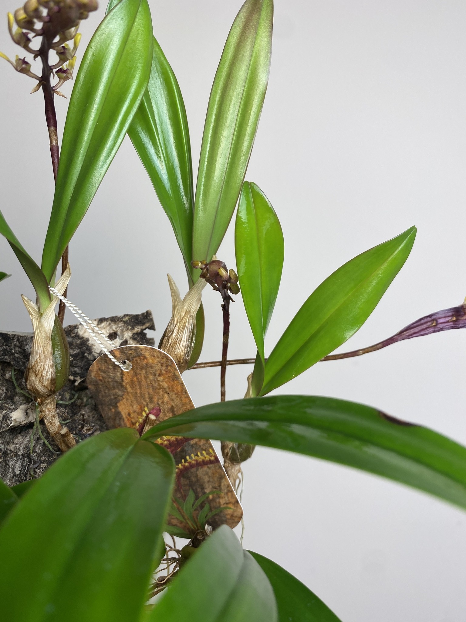 Bulbophyllum on cork