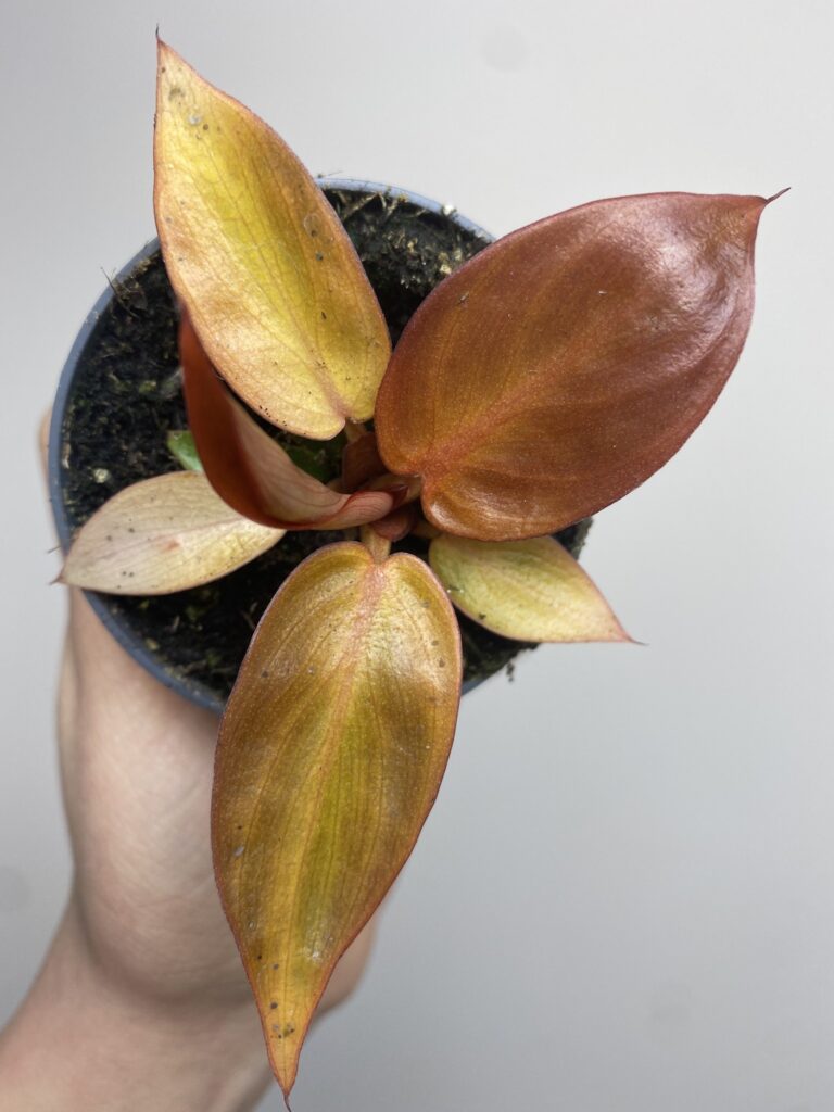 Philodendron Red Sun