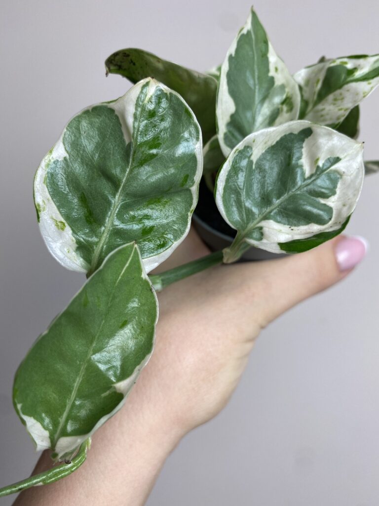Epipremnum White Panther