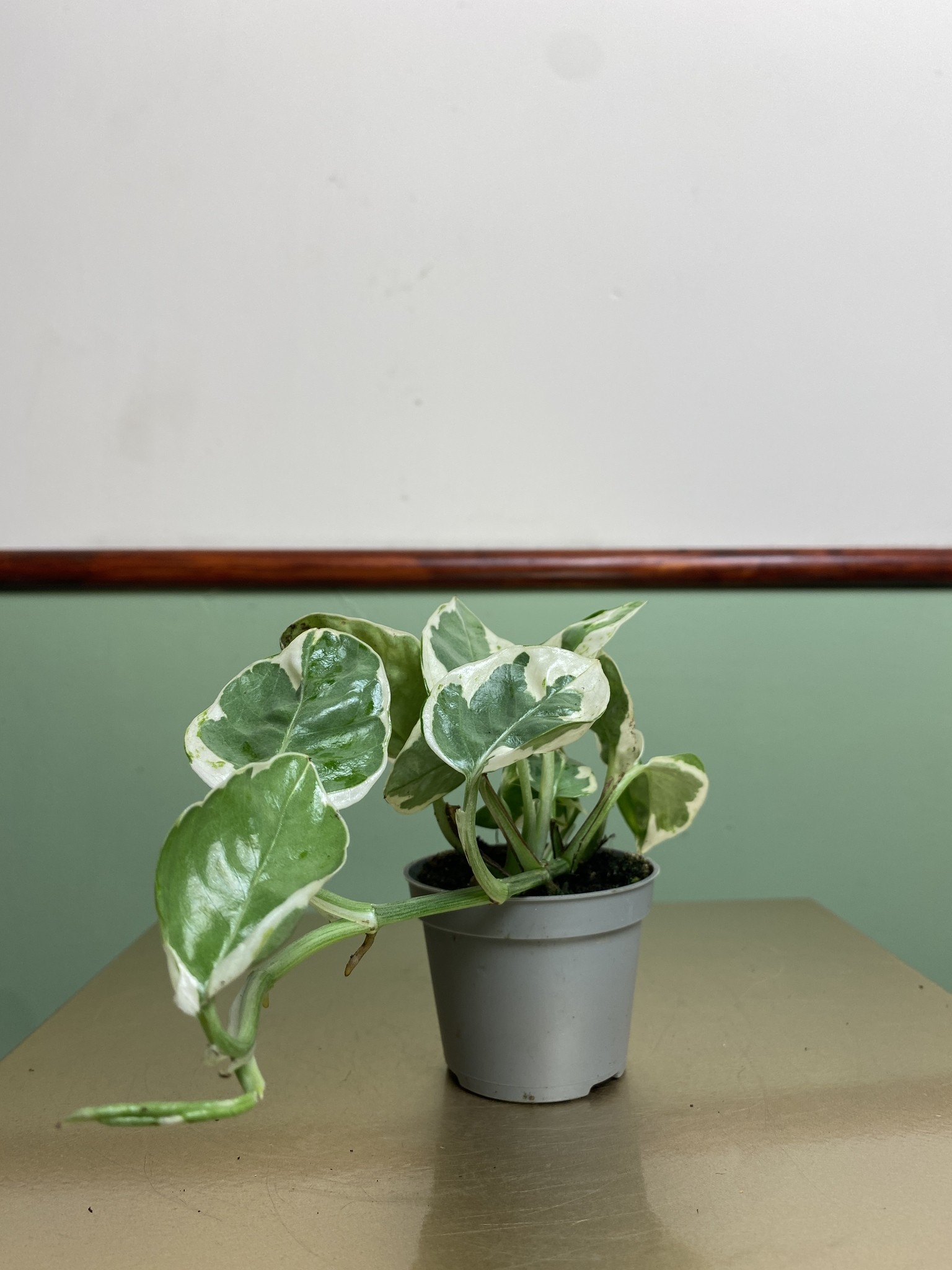 Epipremnum White Panther