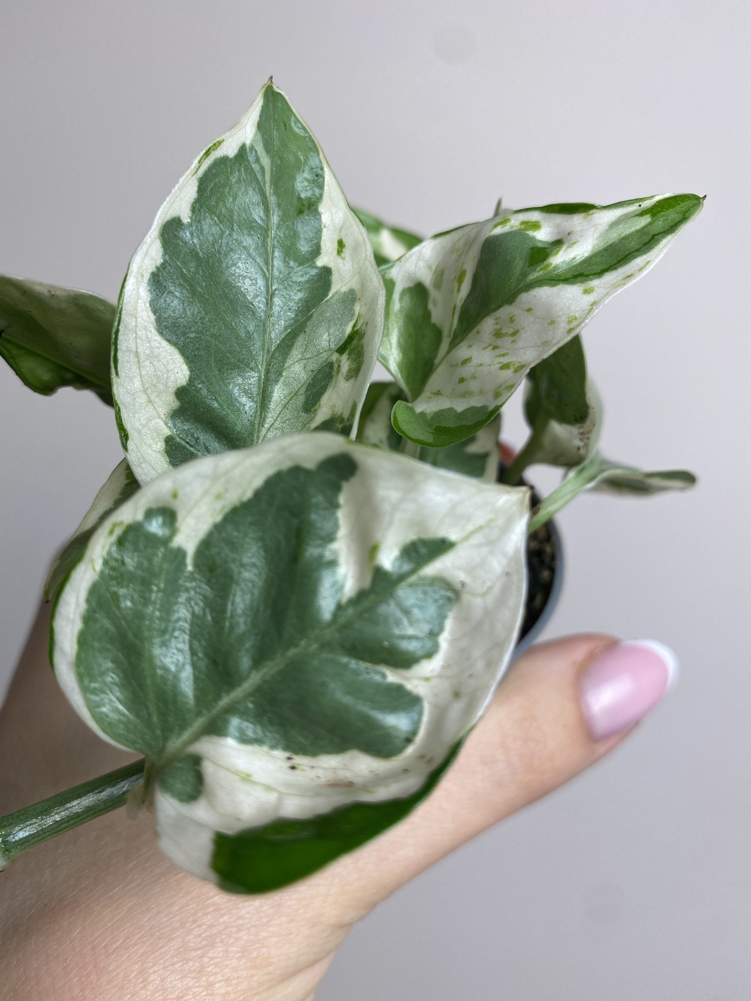 Epipremnum White Panther