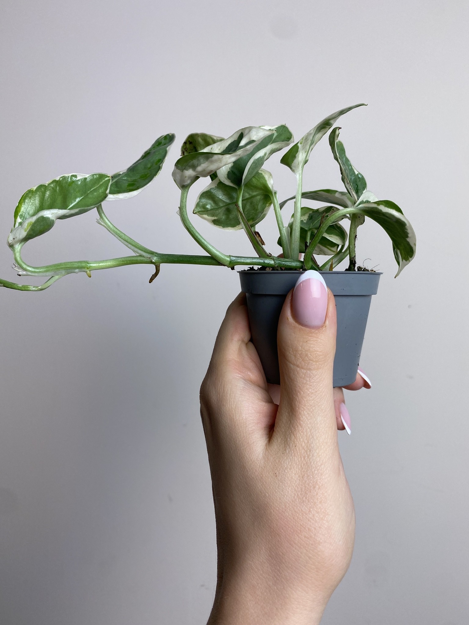 Epipremnum White Panther