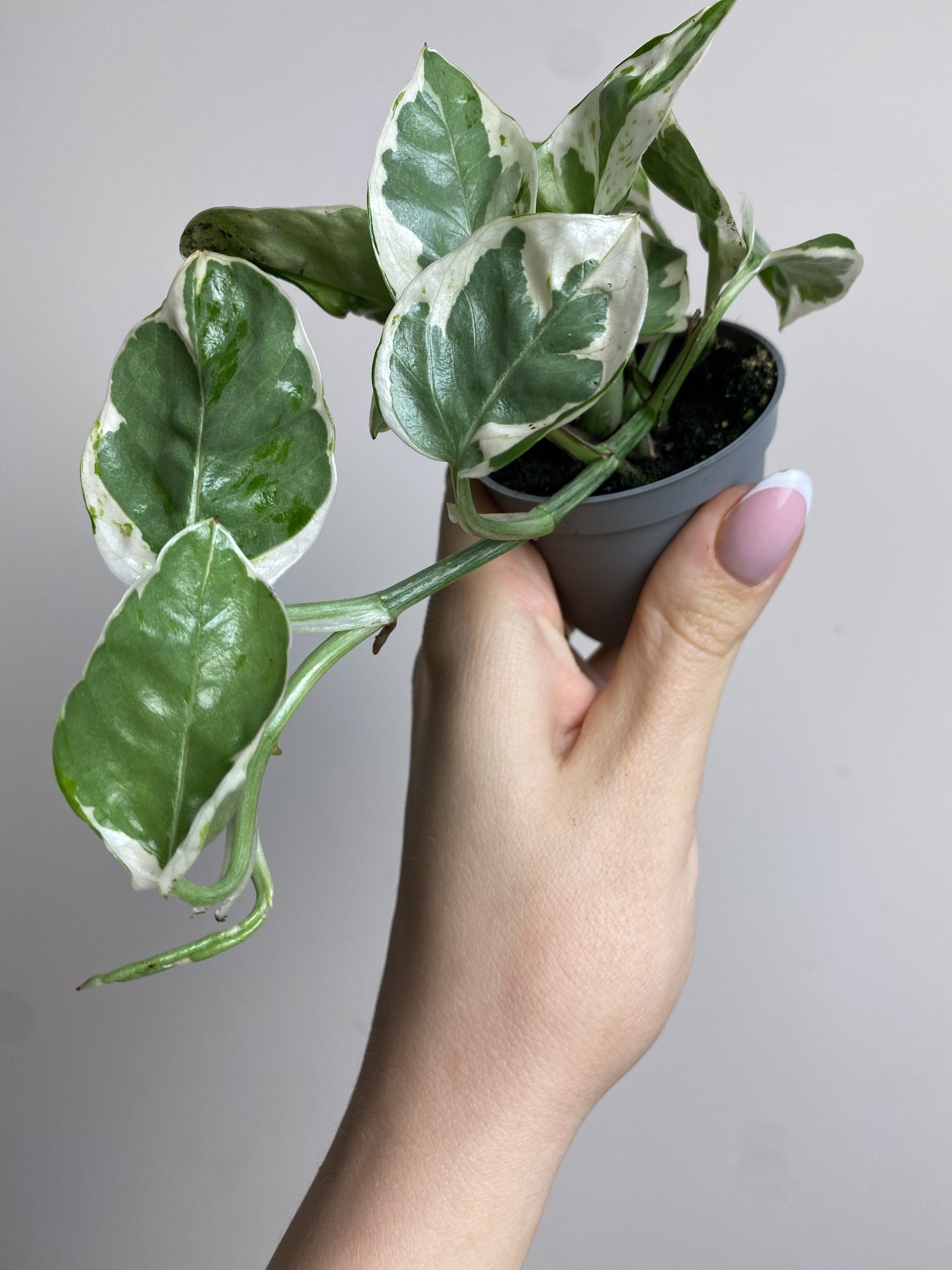 Epipremnum White Panther
