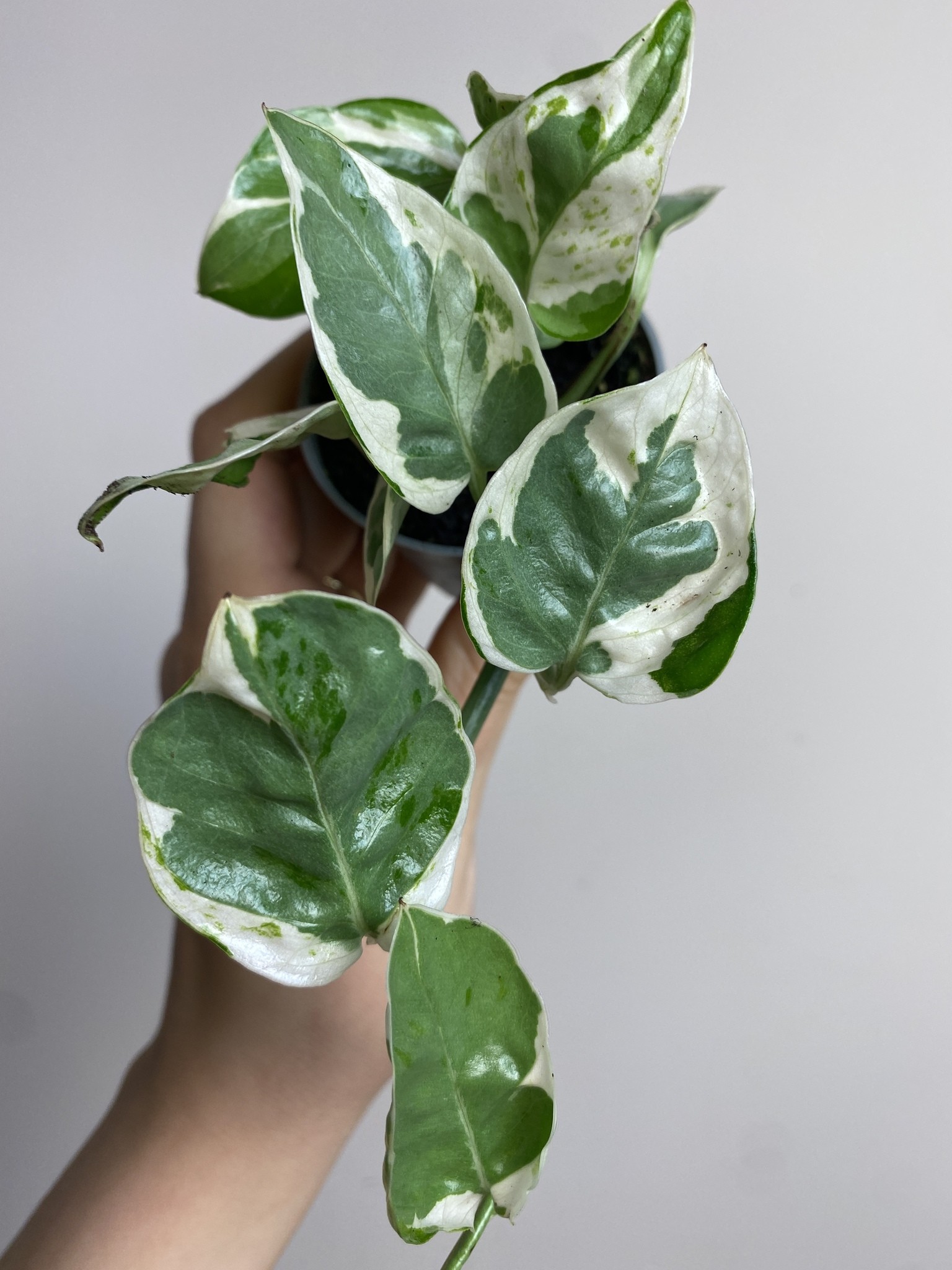 Epipremnum White Panther