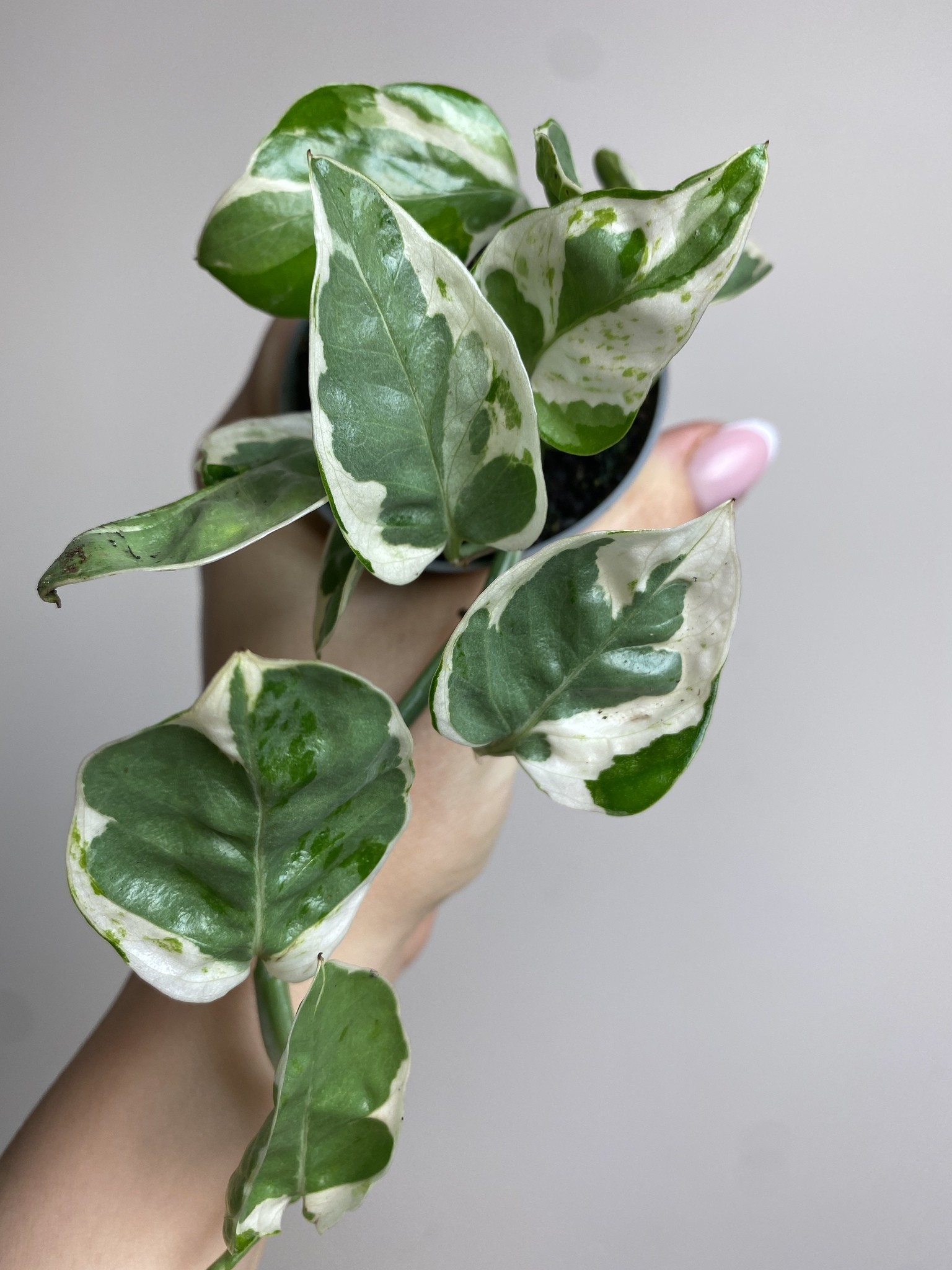 Epipremnum White Panther