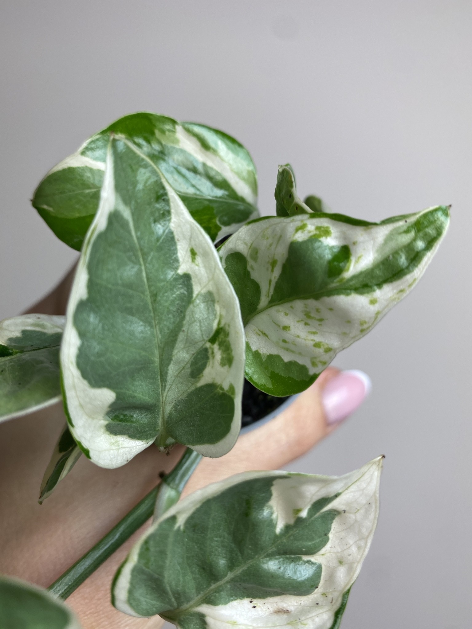Epipremnum White Panther
