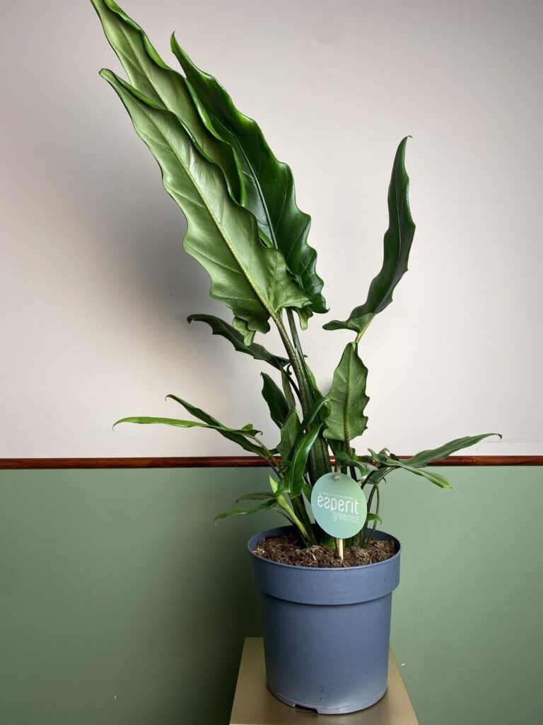 Alocasia green Lauterbachiana