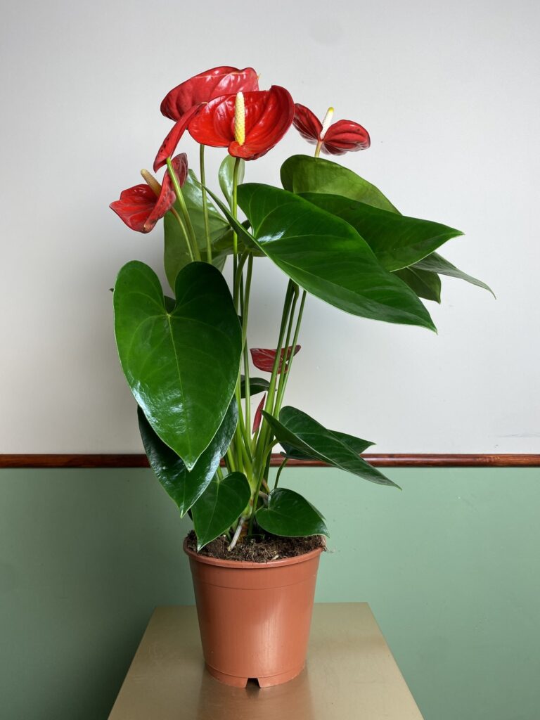 Anthurium Valera