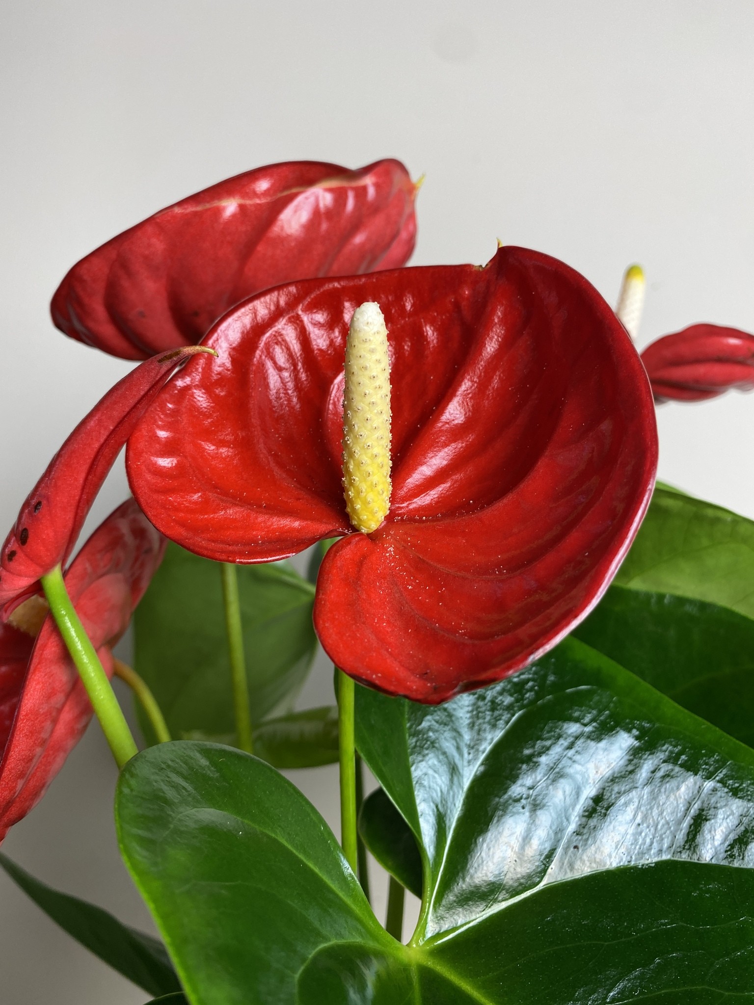Anthurium Valera