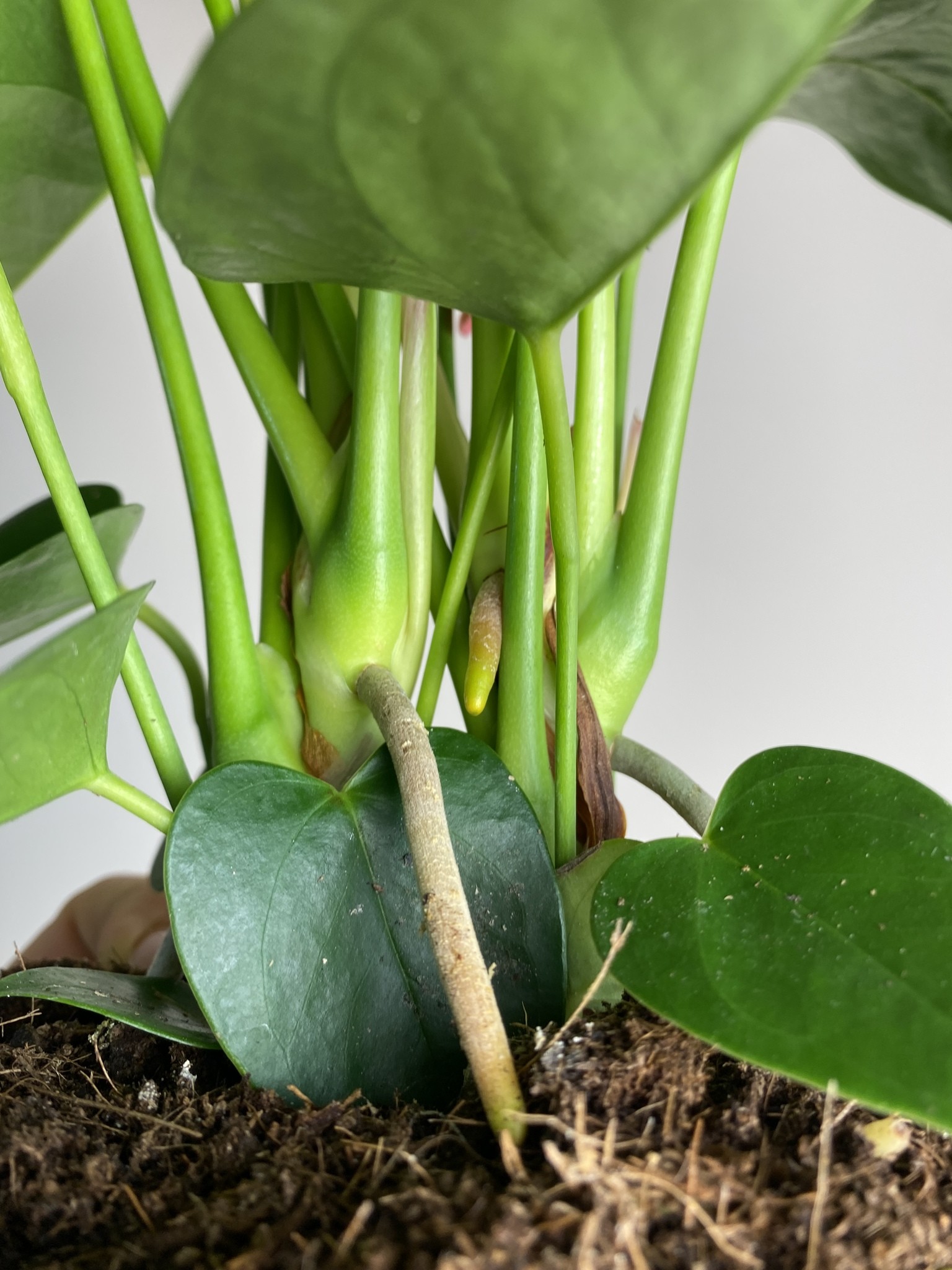 Anthurium Valera
