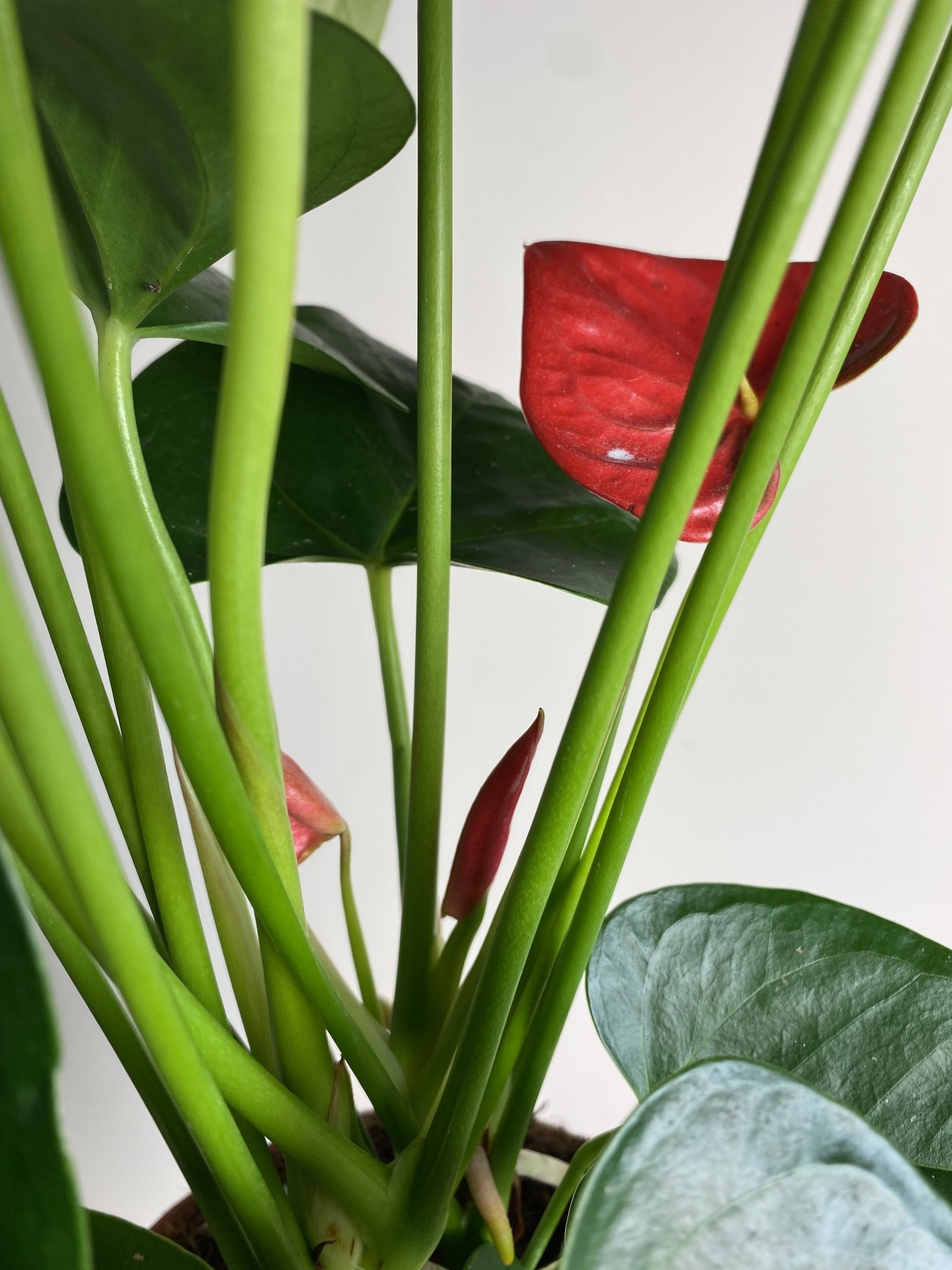 Anthurium Valera