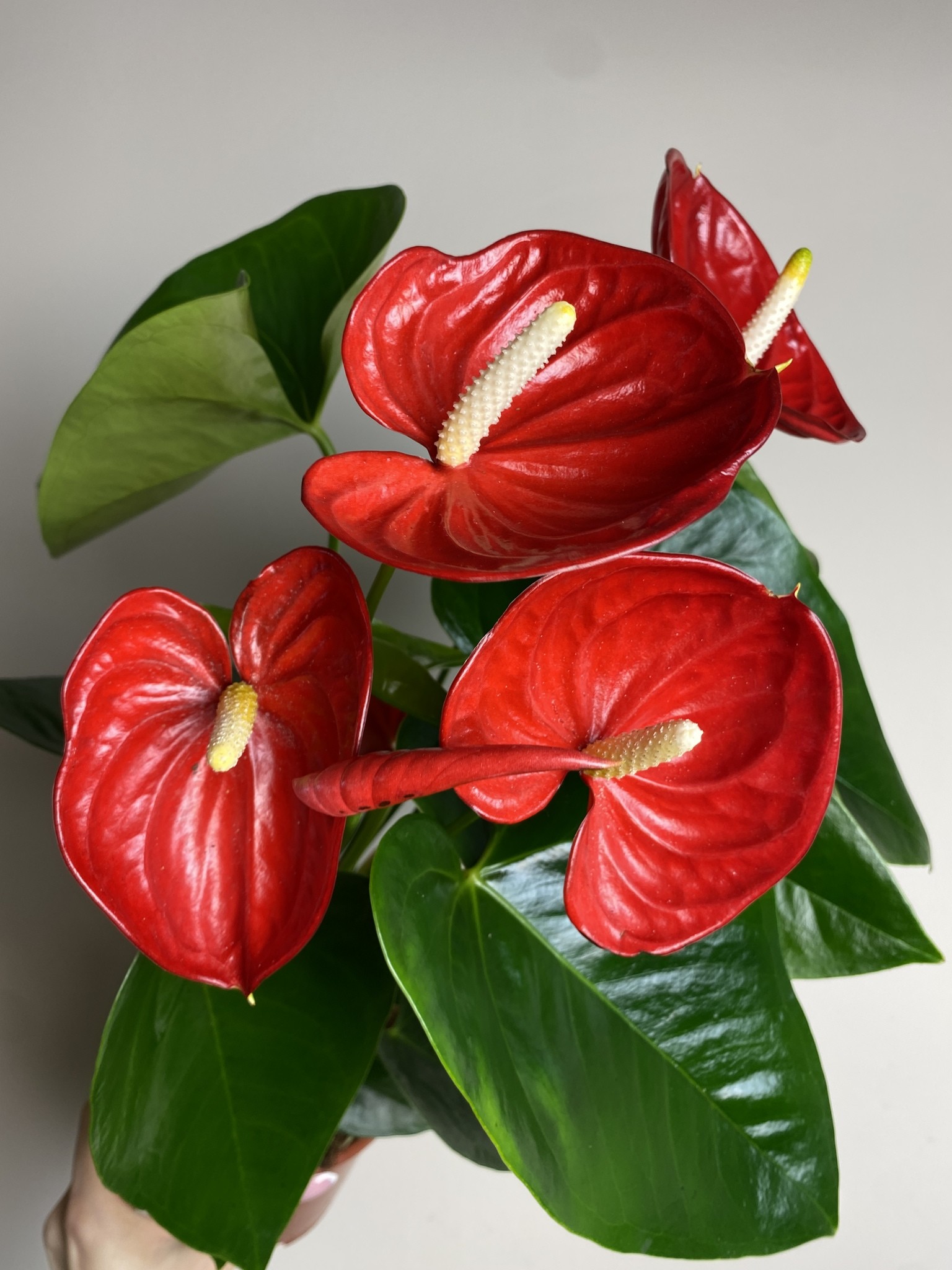 Anthurium Valera