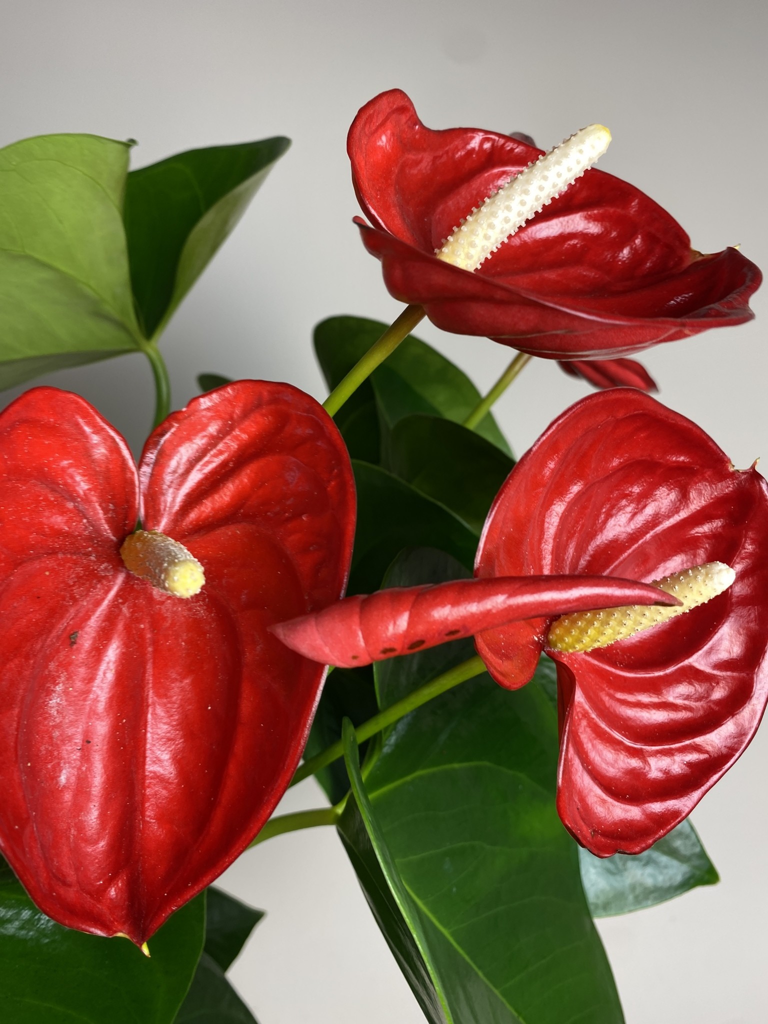 Anthurium Valera