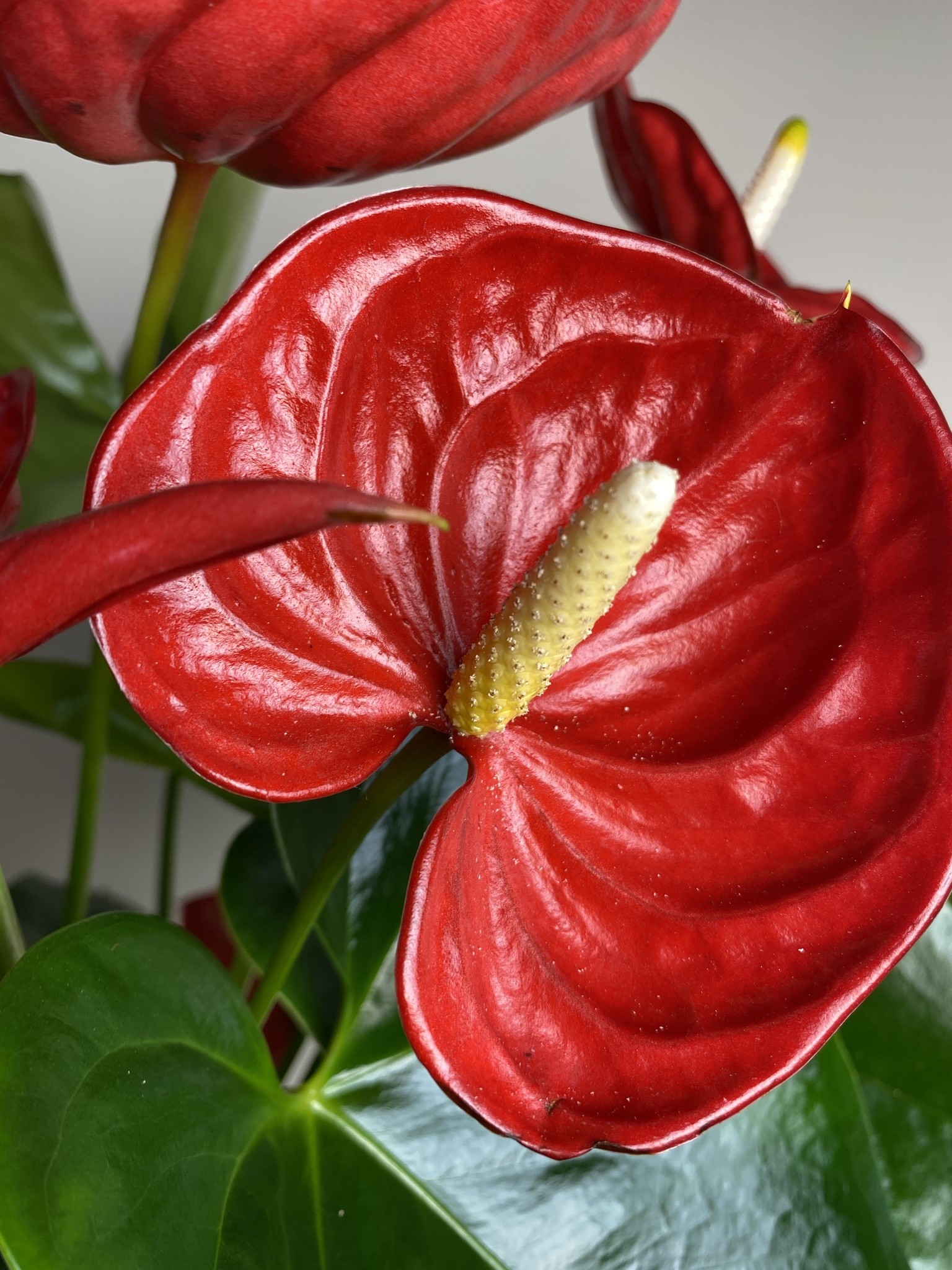 Anthurium Valera