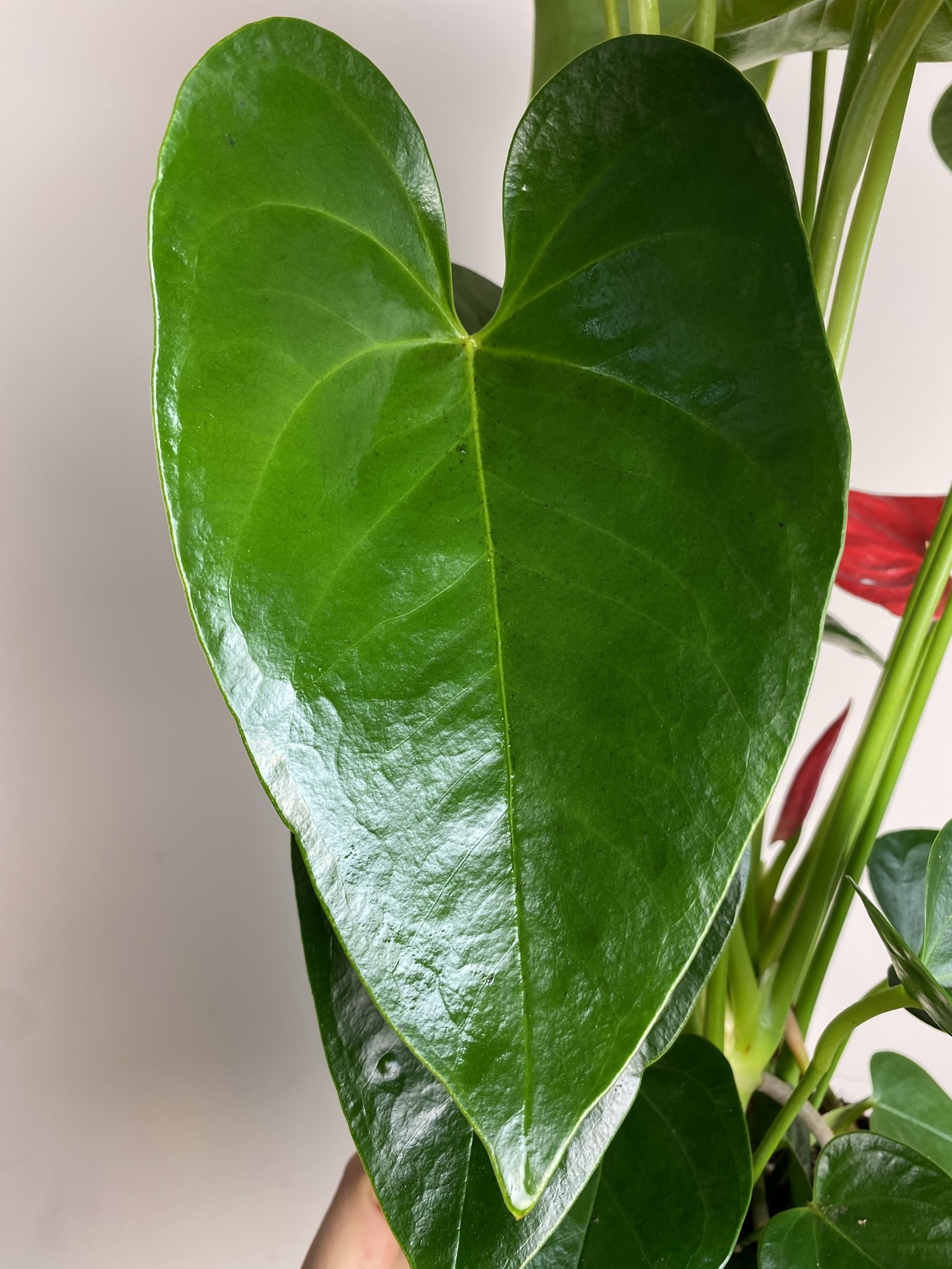 Anthurium Valera