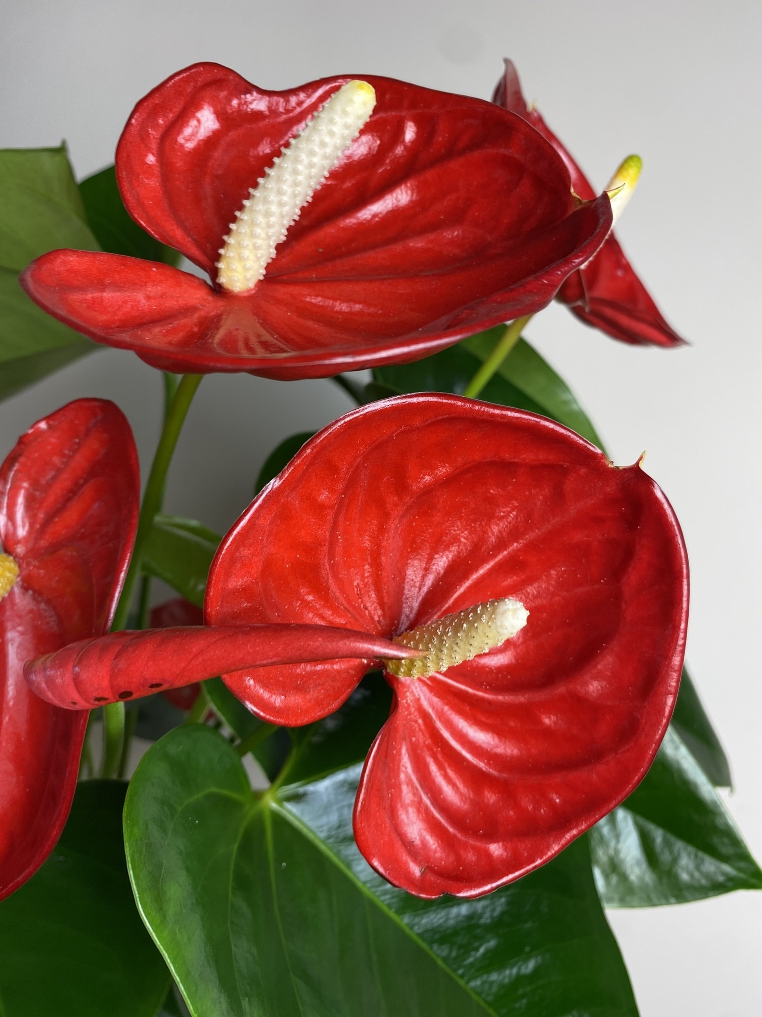 Anthurium Valera