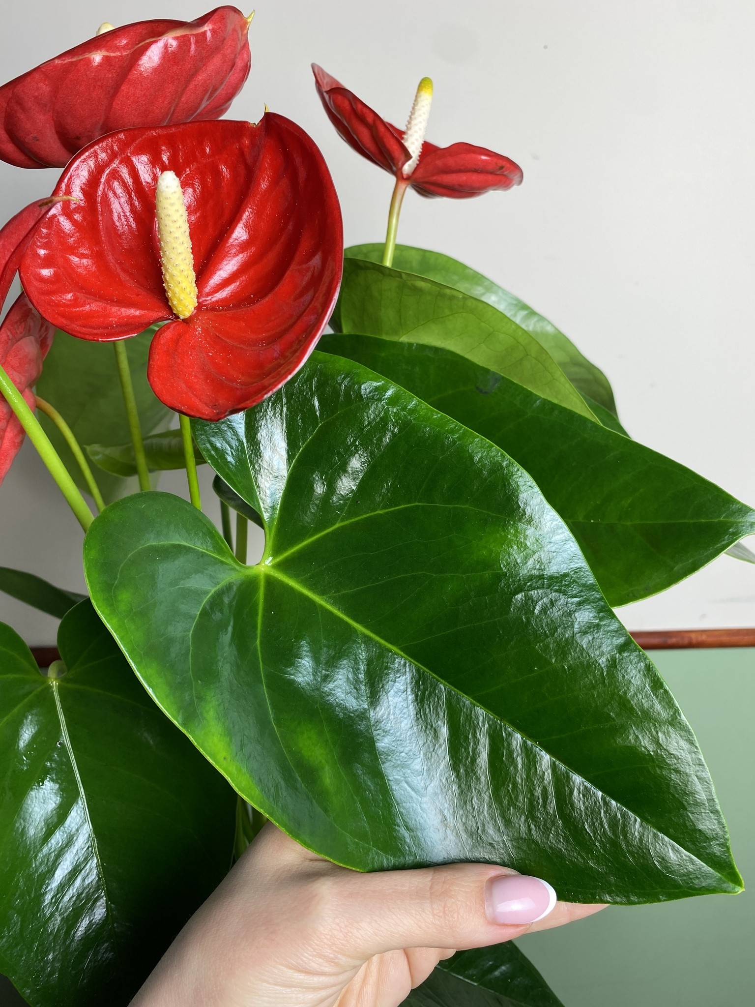 Anthurium Valera
