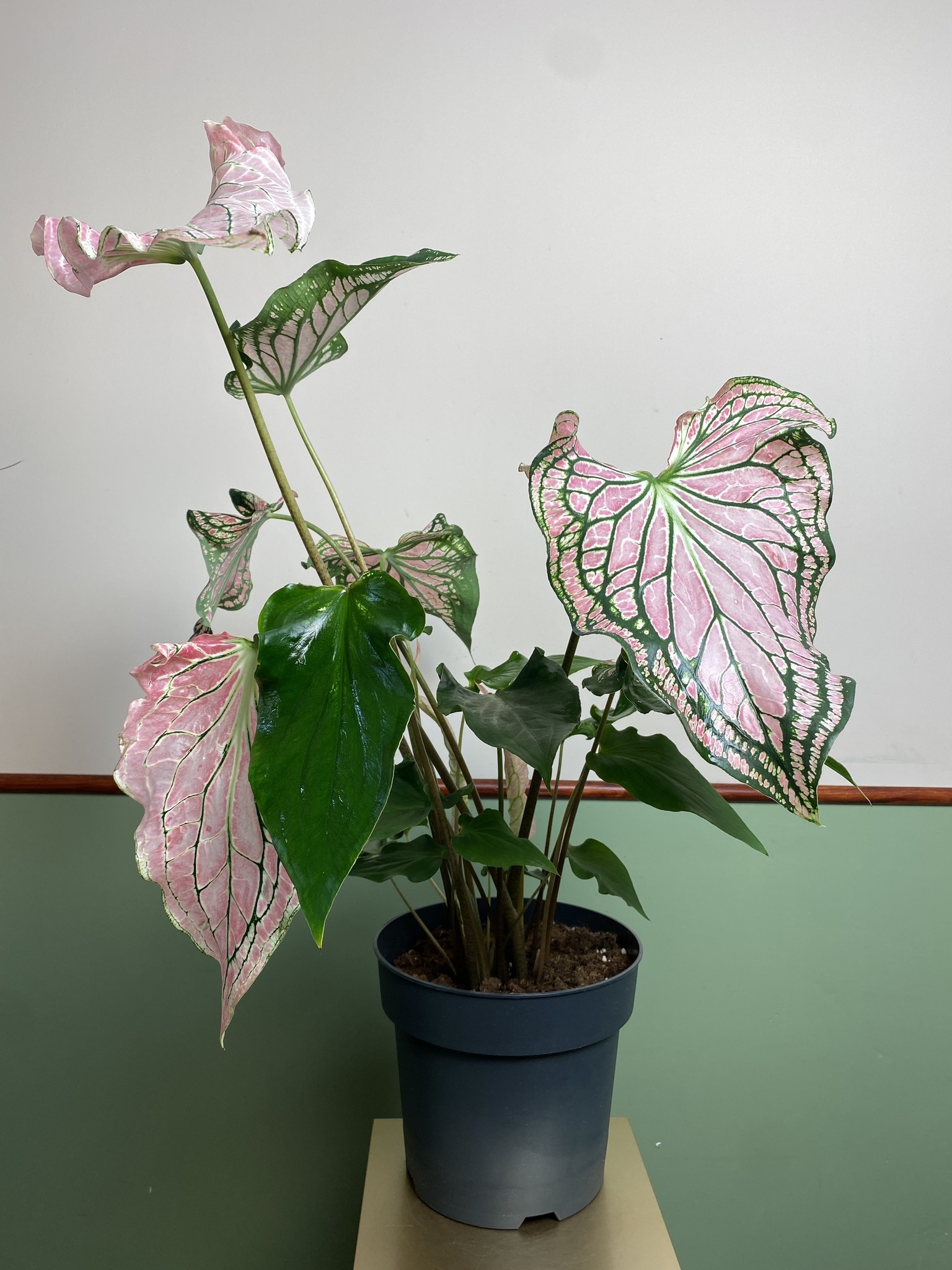 Caladium Thai Beauty