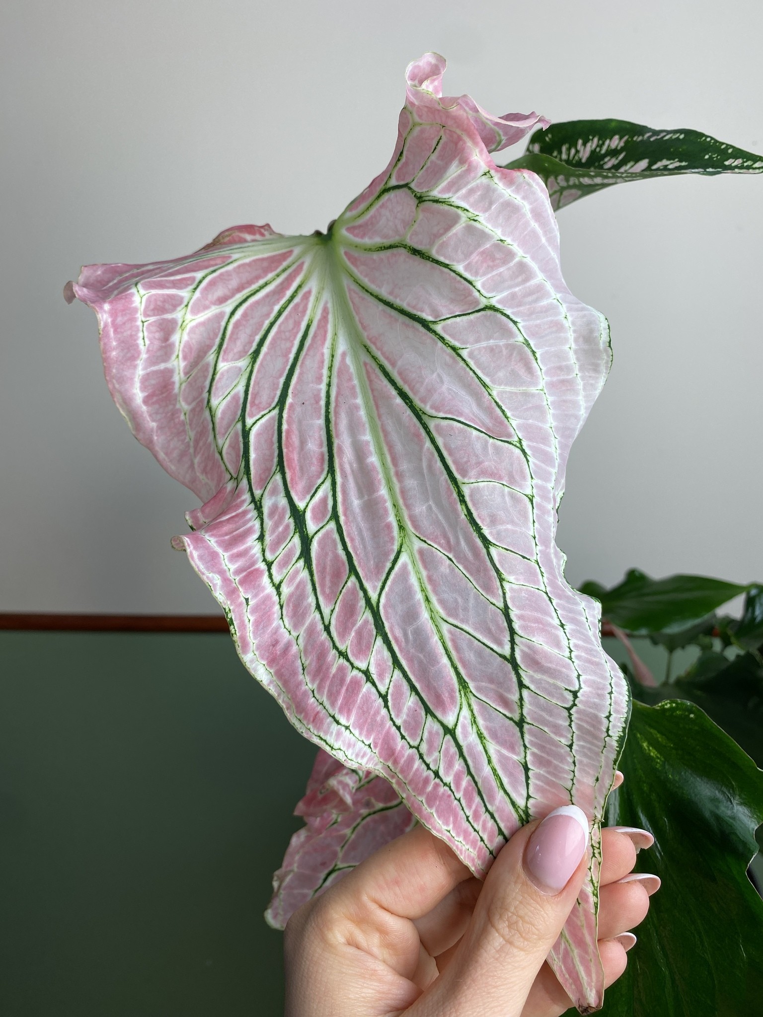 Caladium Thai Beauty