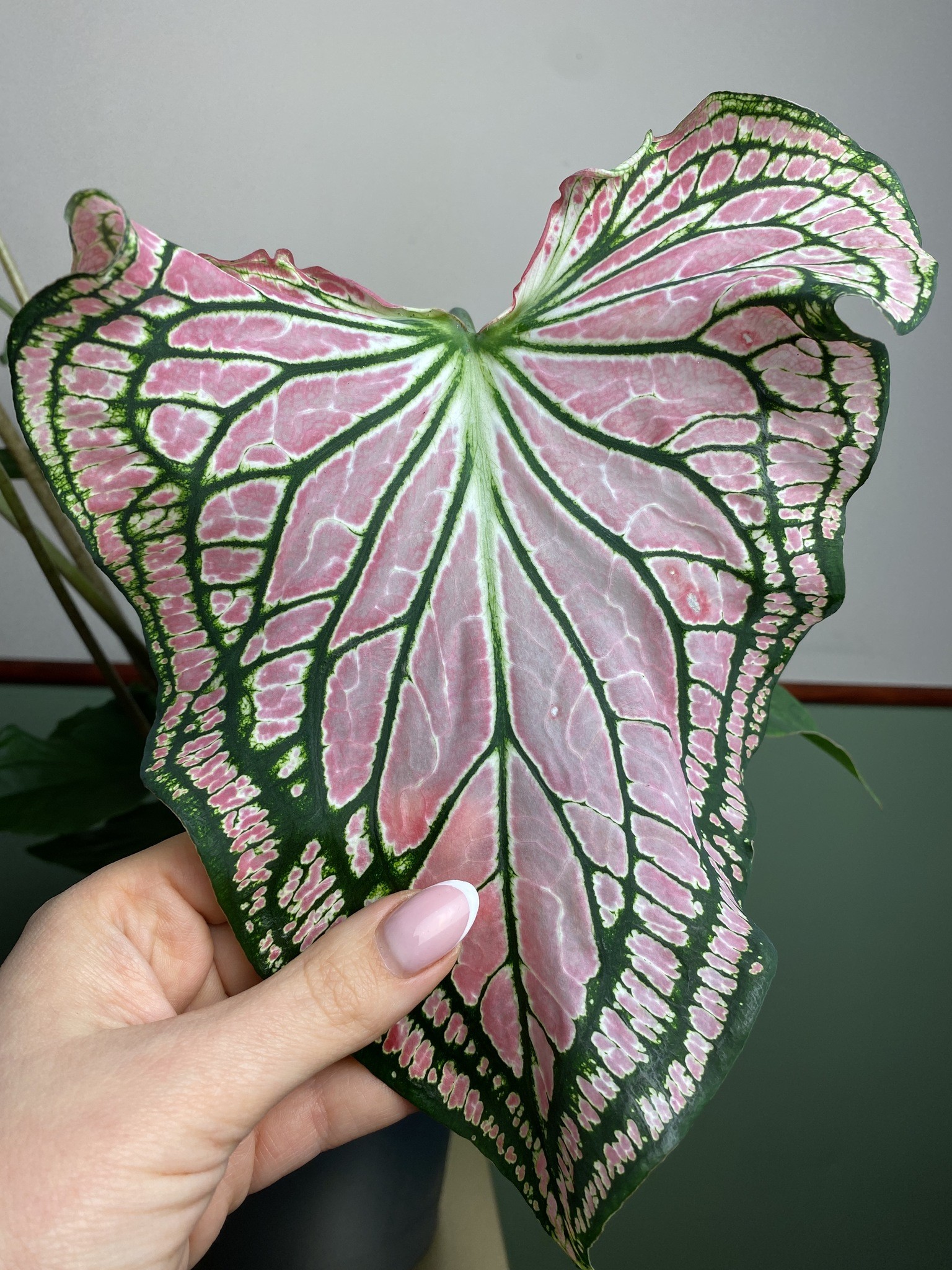 Caladium Thai Beauty