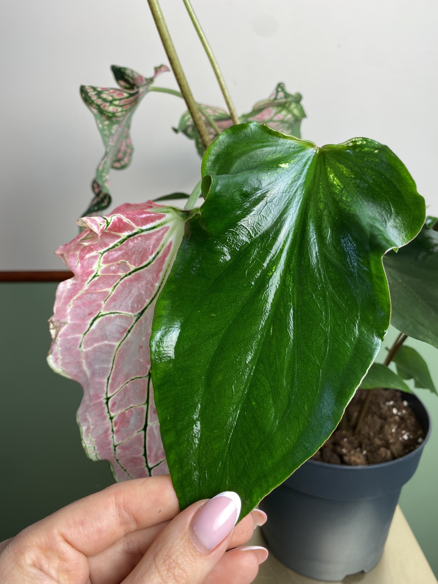 Caladium Thai Beauty
