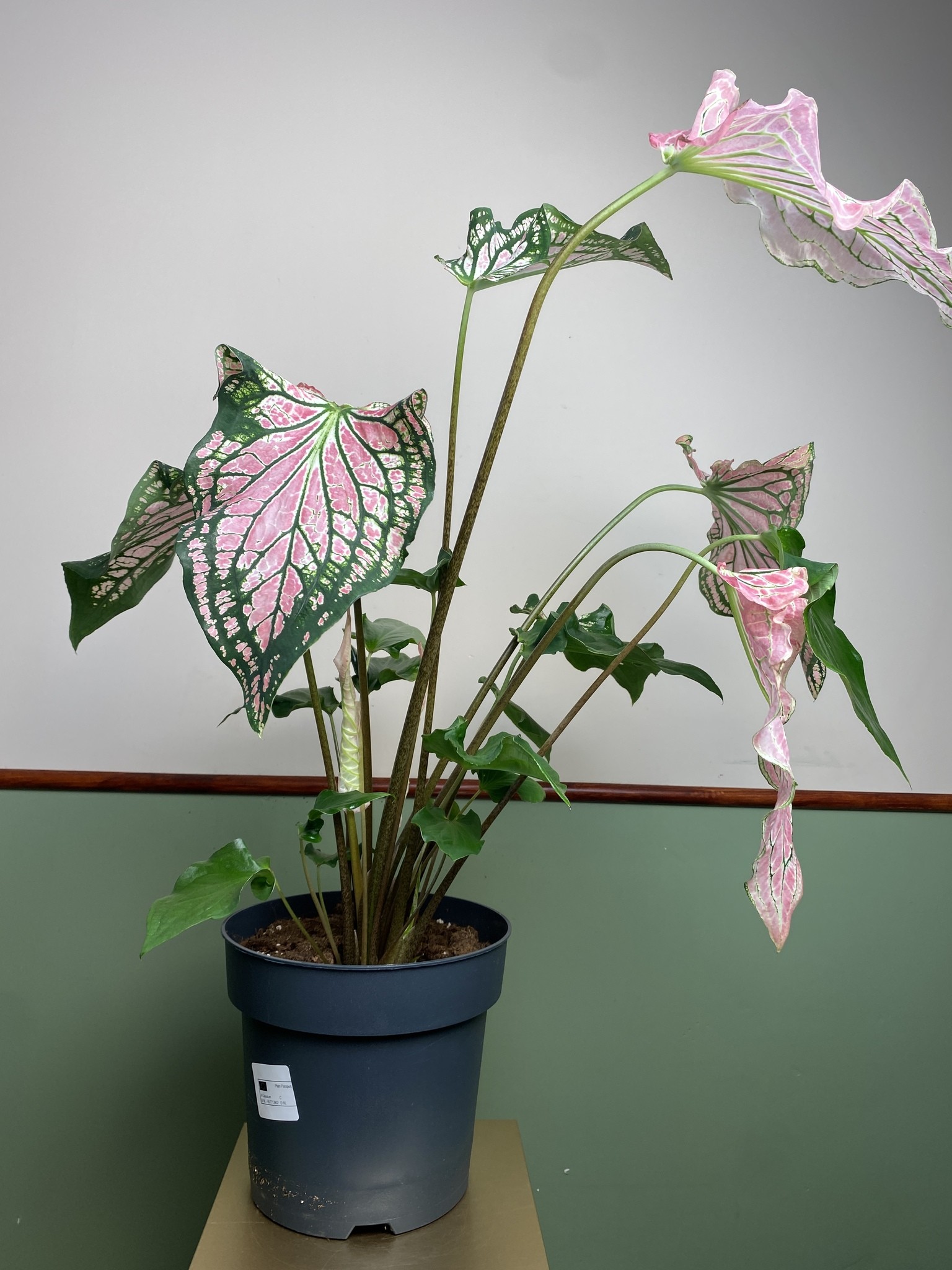 Caladium Thai Beauty