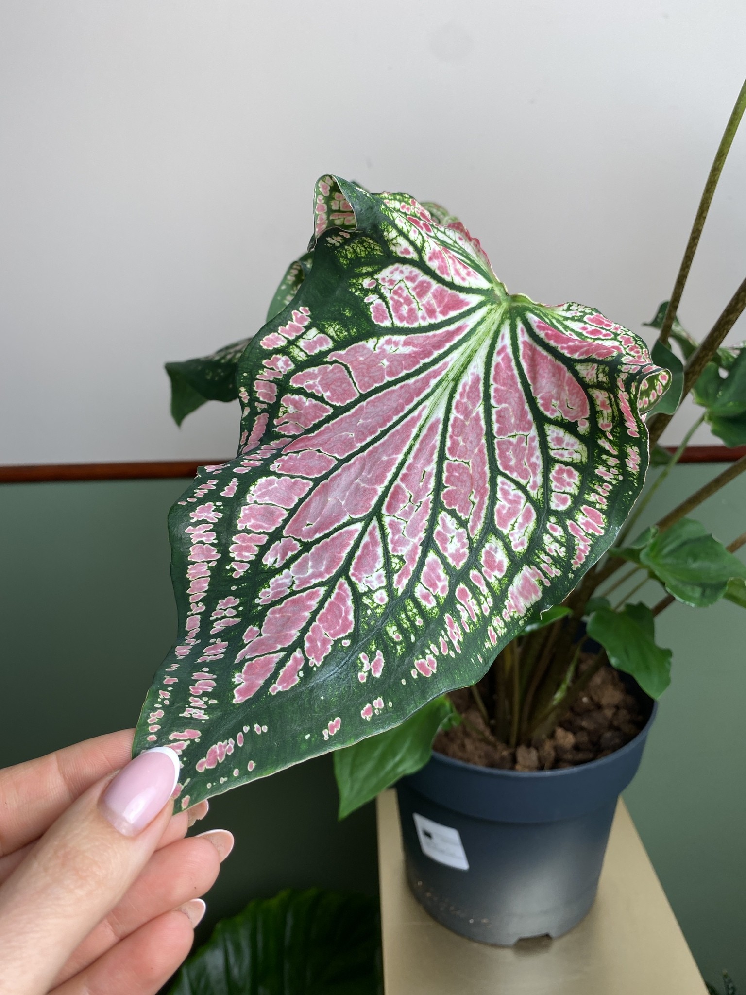 Caladium Thai Beauty