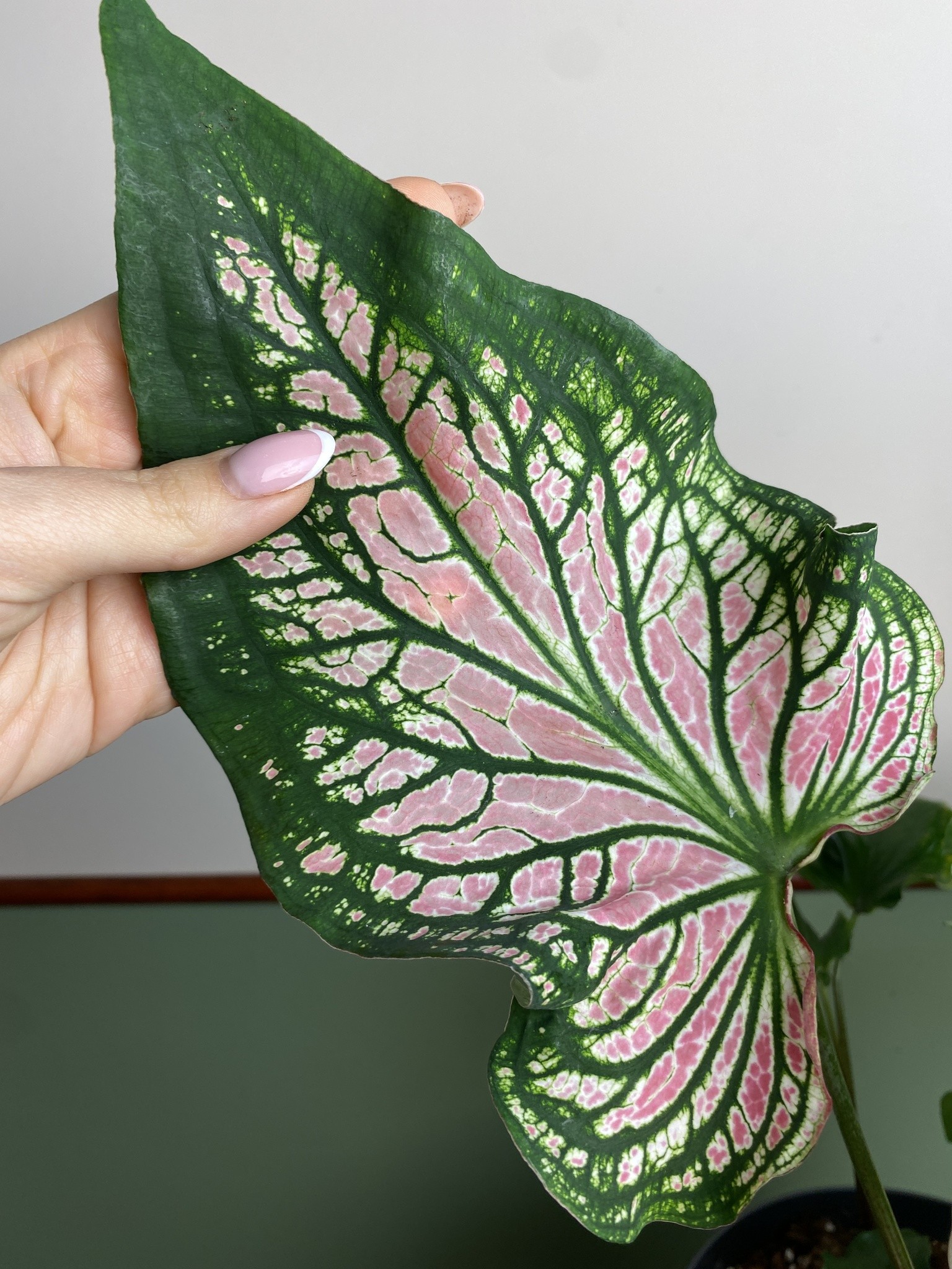 Caladium Thai Beauty