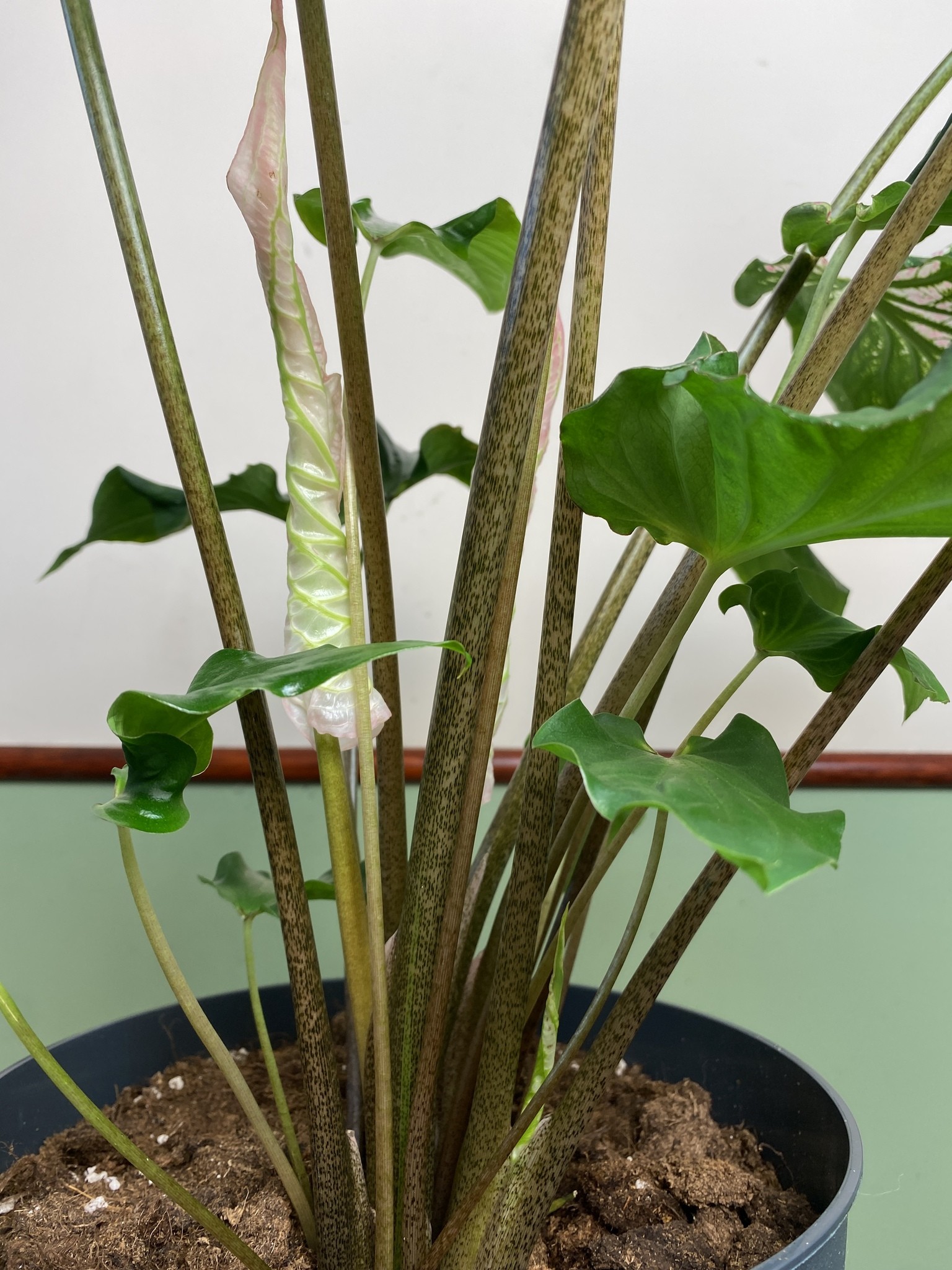 Caladium Thai Beauty