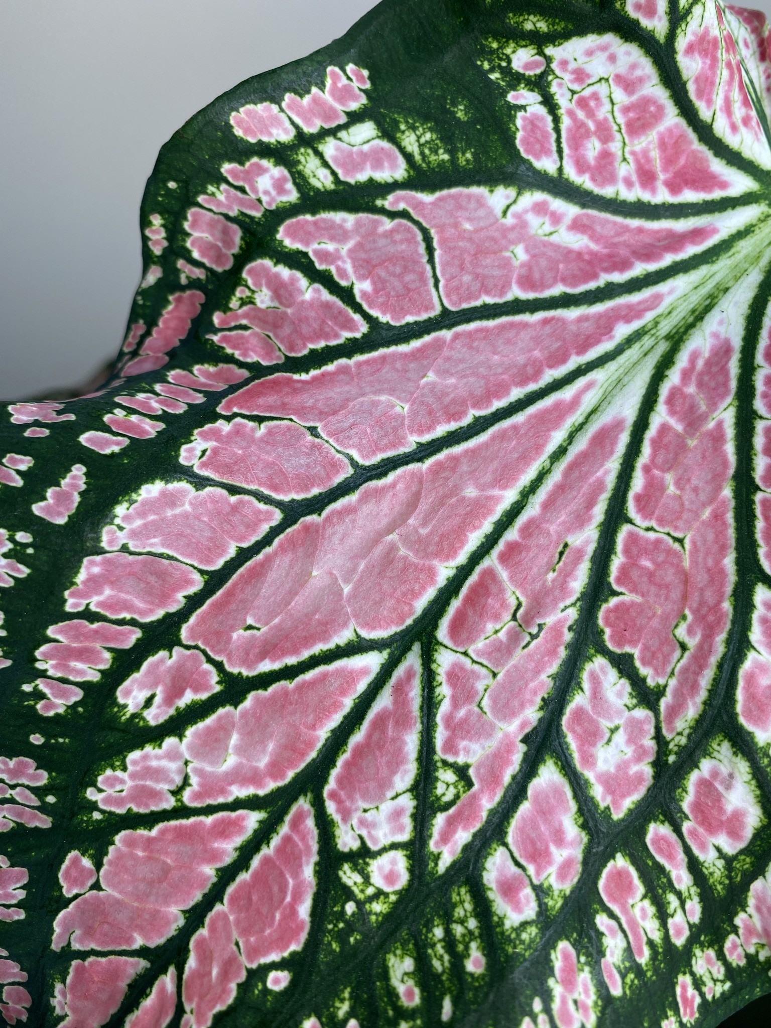 Caladium Thai Beauty