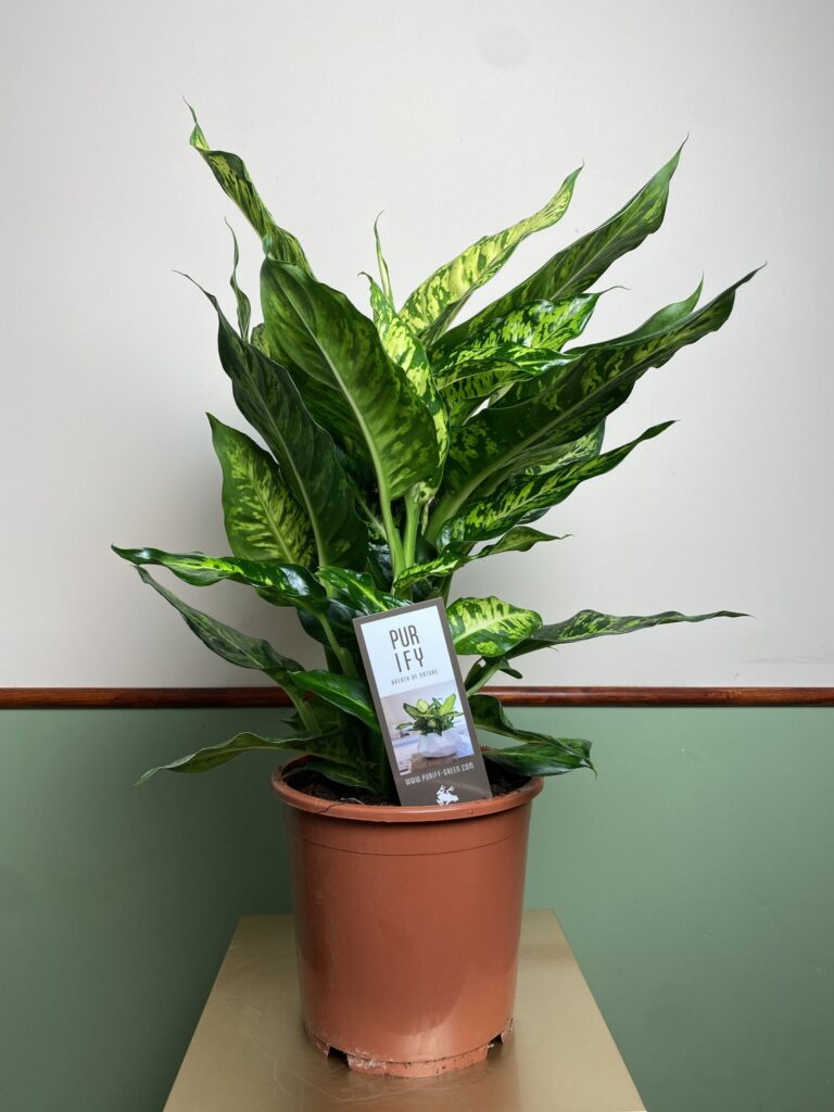 Dieffenbachia compacta
