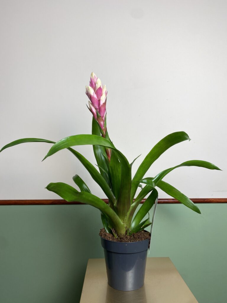 Guzmania `Candy`