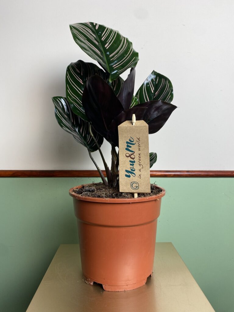 Calathea Sanderiana