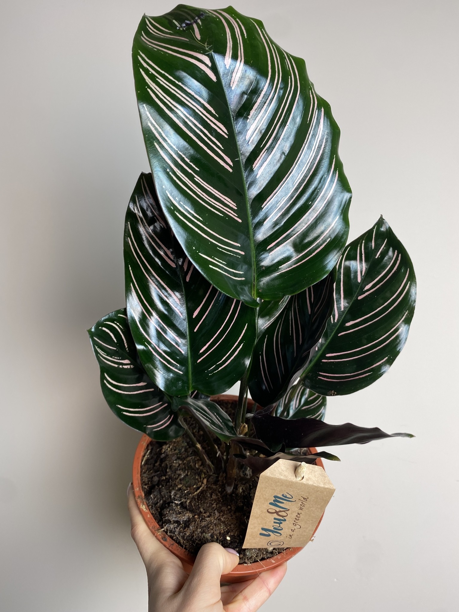 Calathea Sanderiana