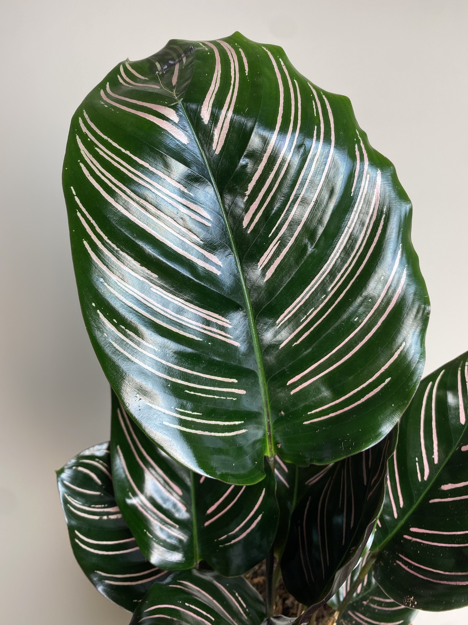 Calathea Sanderiana