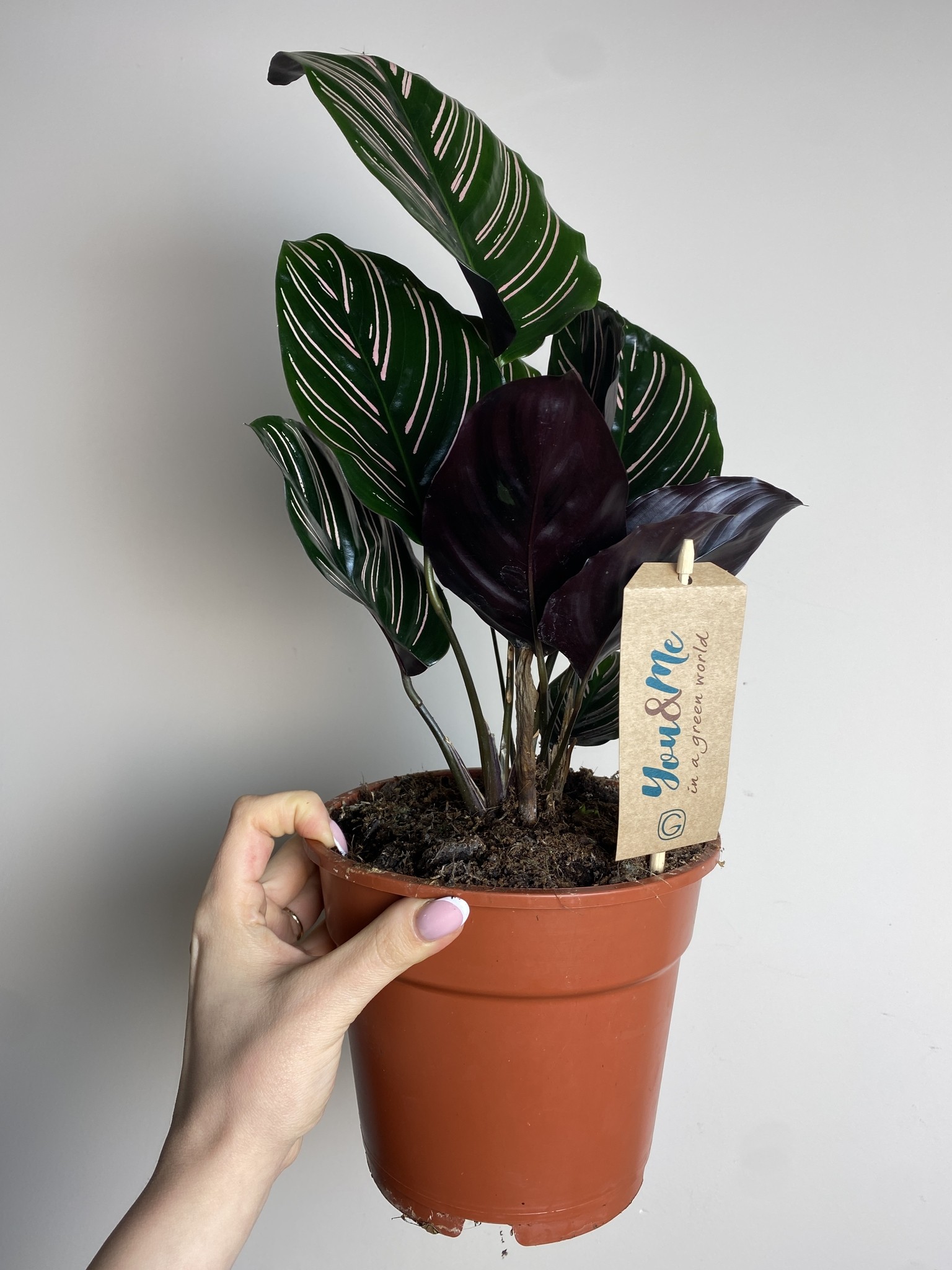 Calathea Sanderiana
