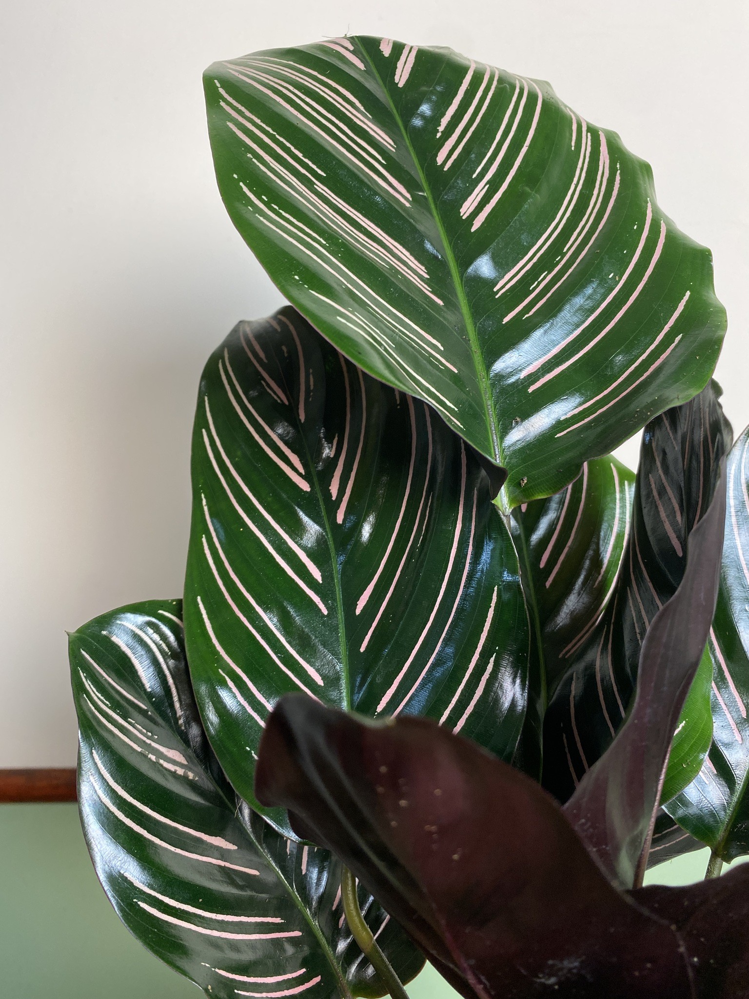 Calathea Sanderiana