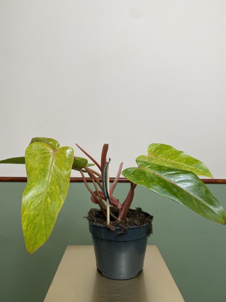 Philodendron Painted Lady