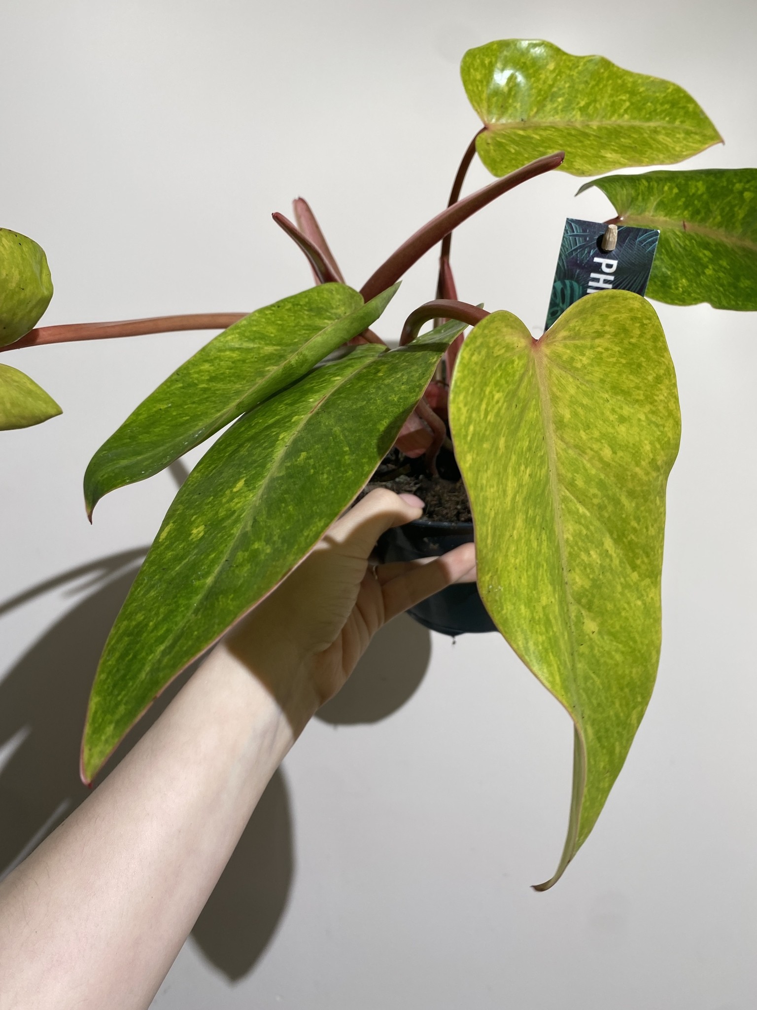 Philodendron Painted Lady