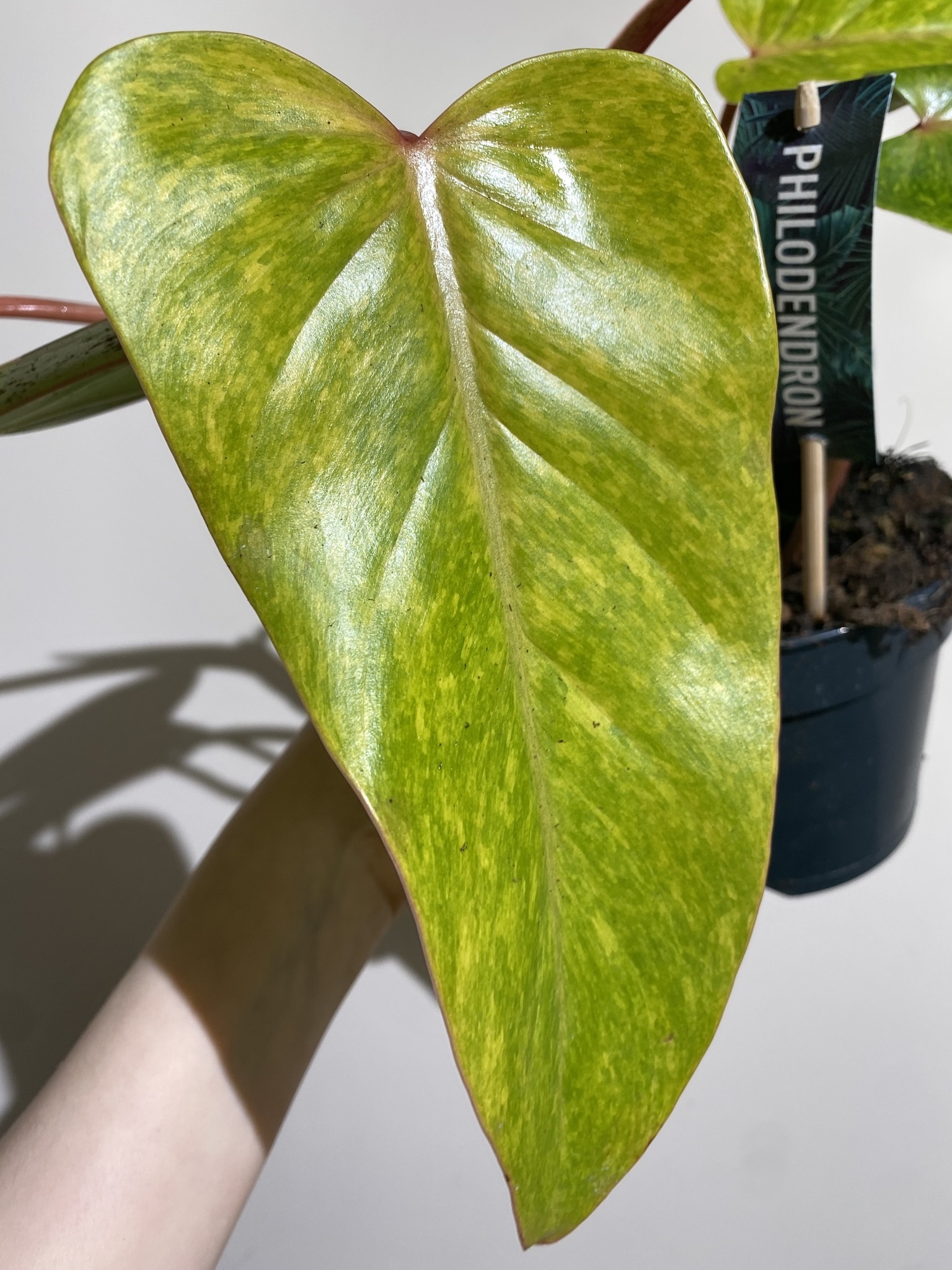 Philodendron Painted Lady