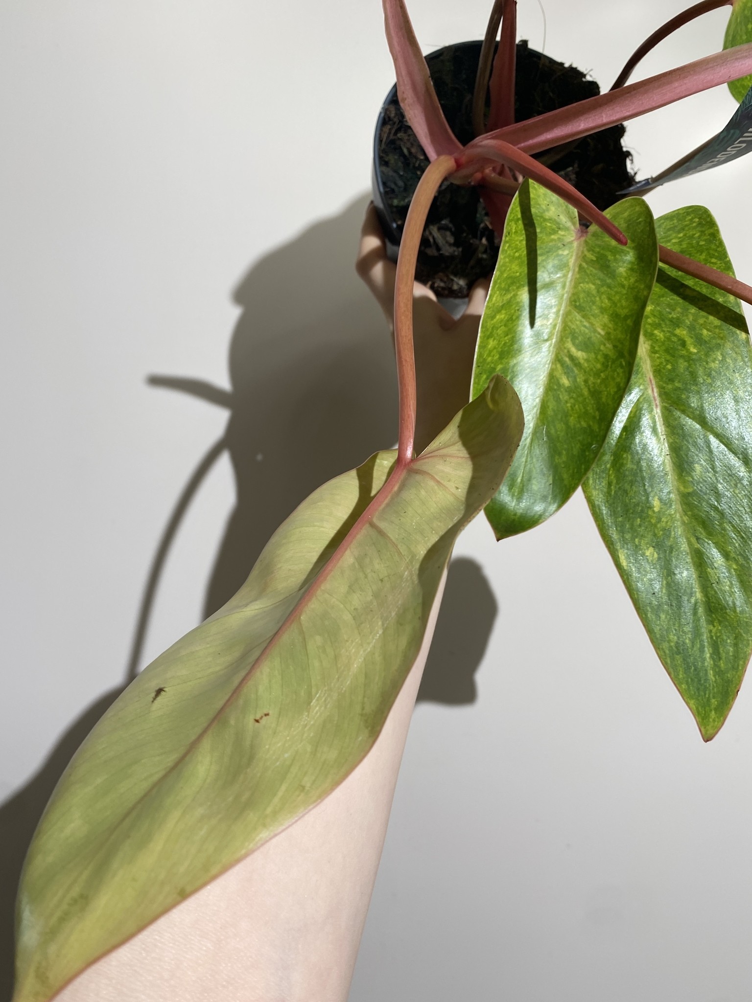 Philodendron Painted Lady