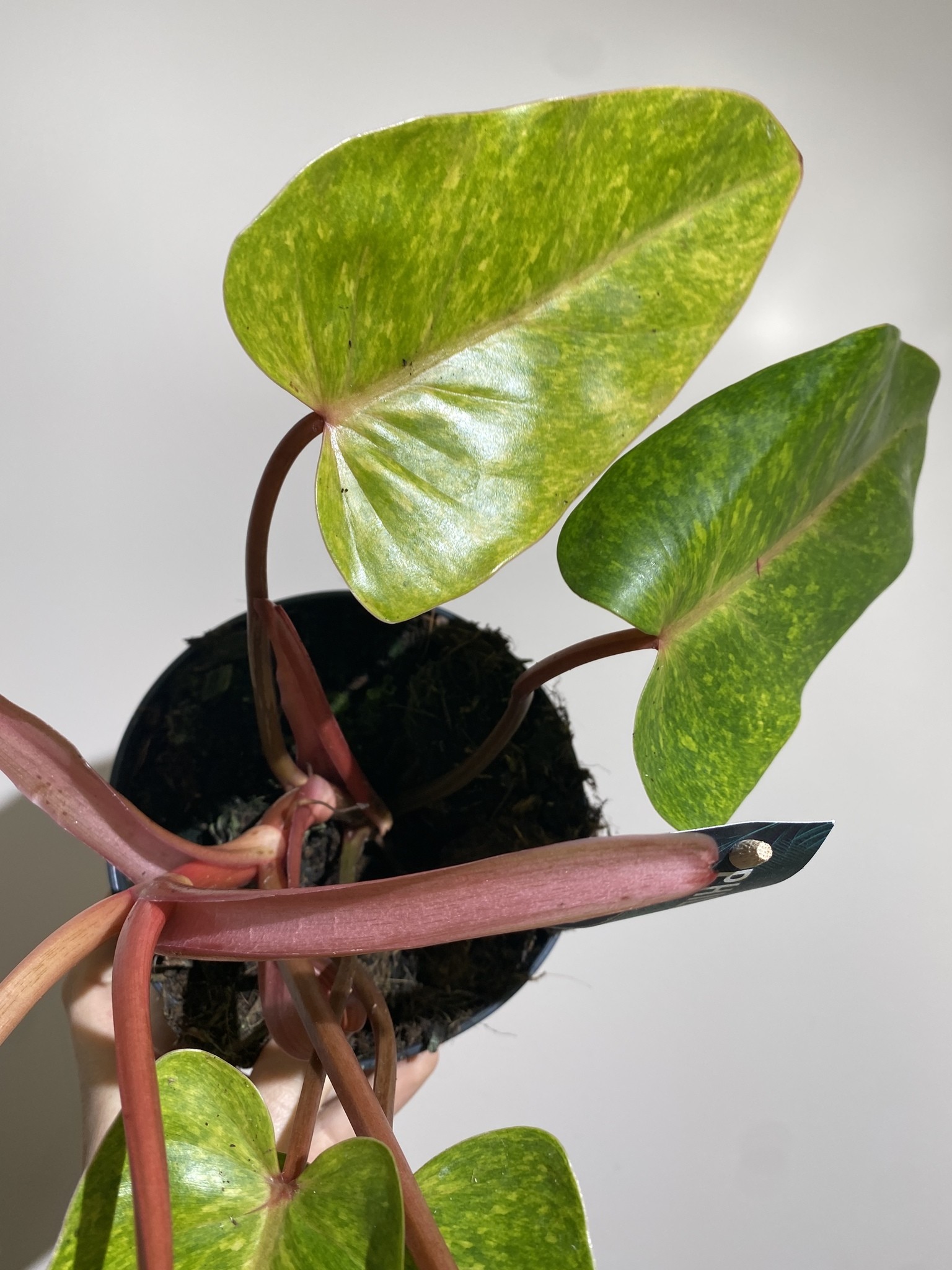 Philodendron Painted Lady