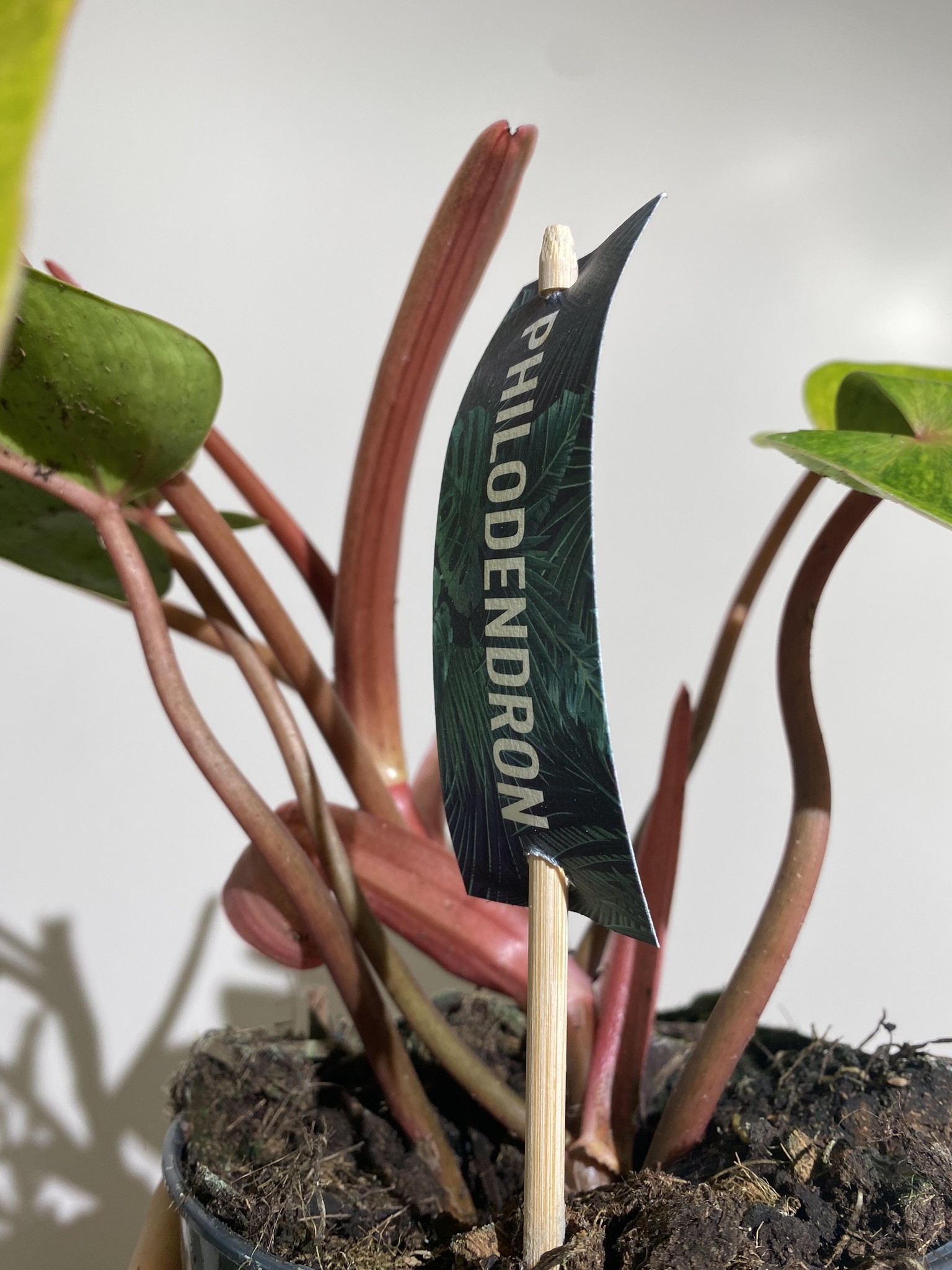 Philodendron Painted Lady