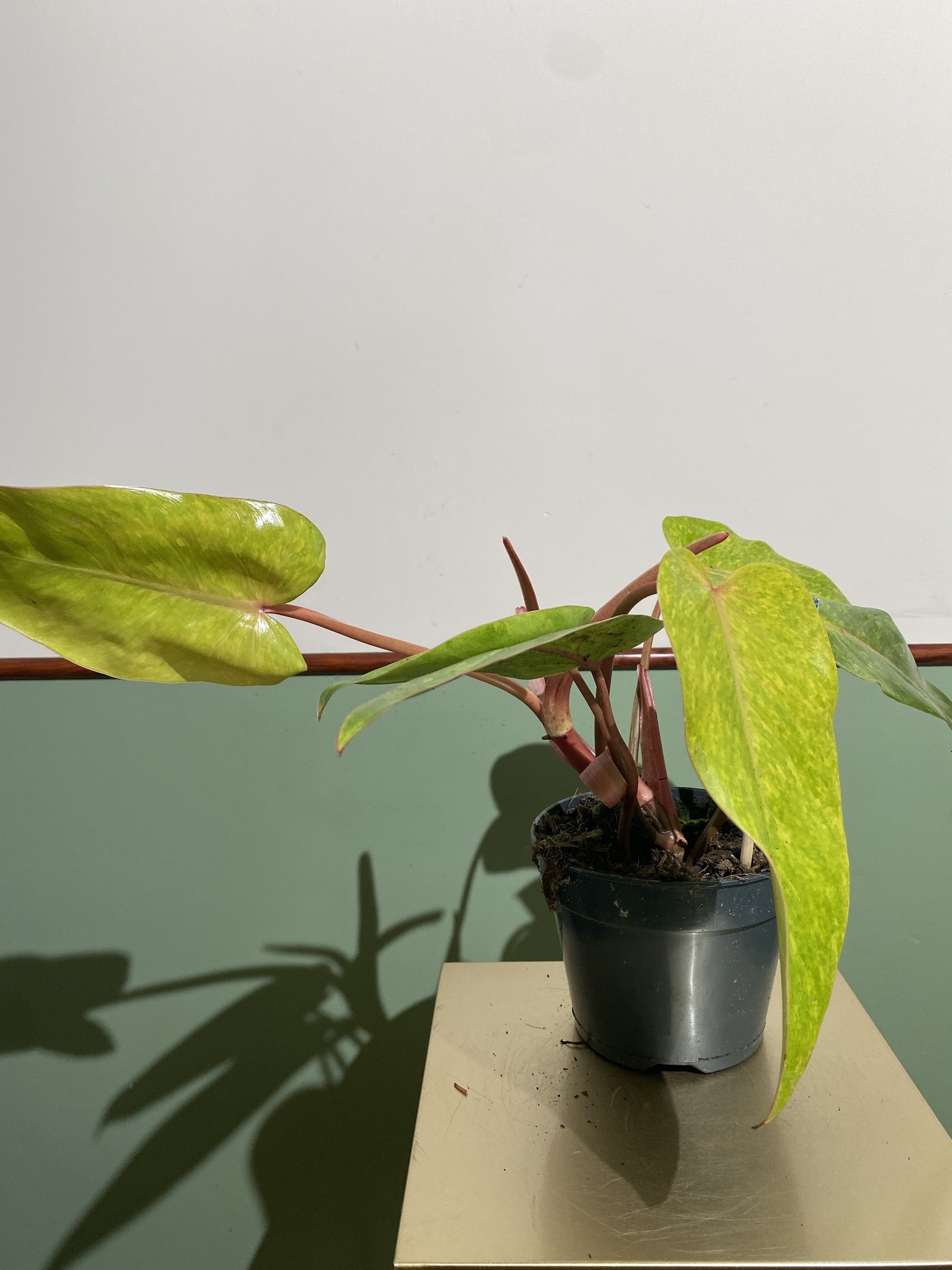 Philodendron Painted Lady