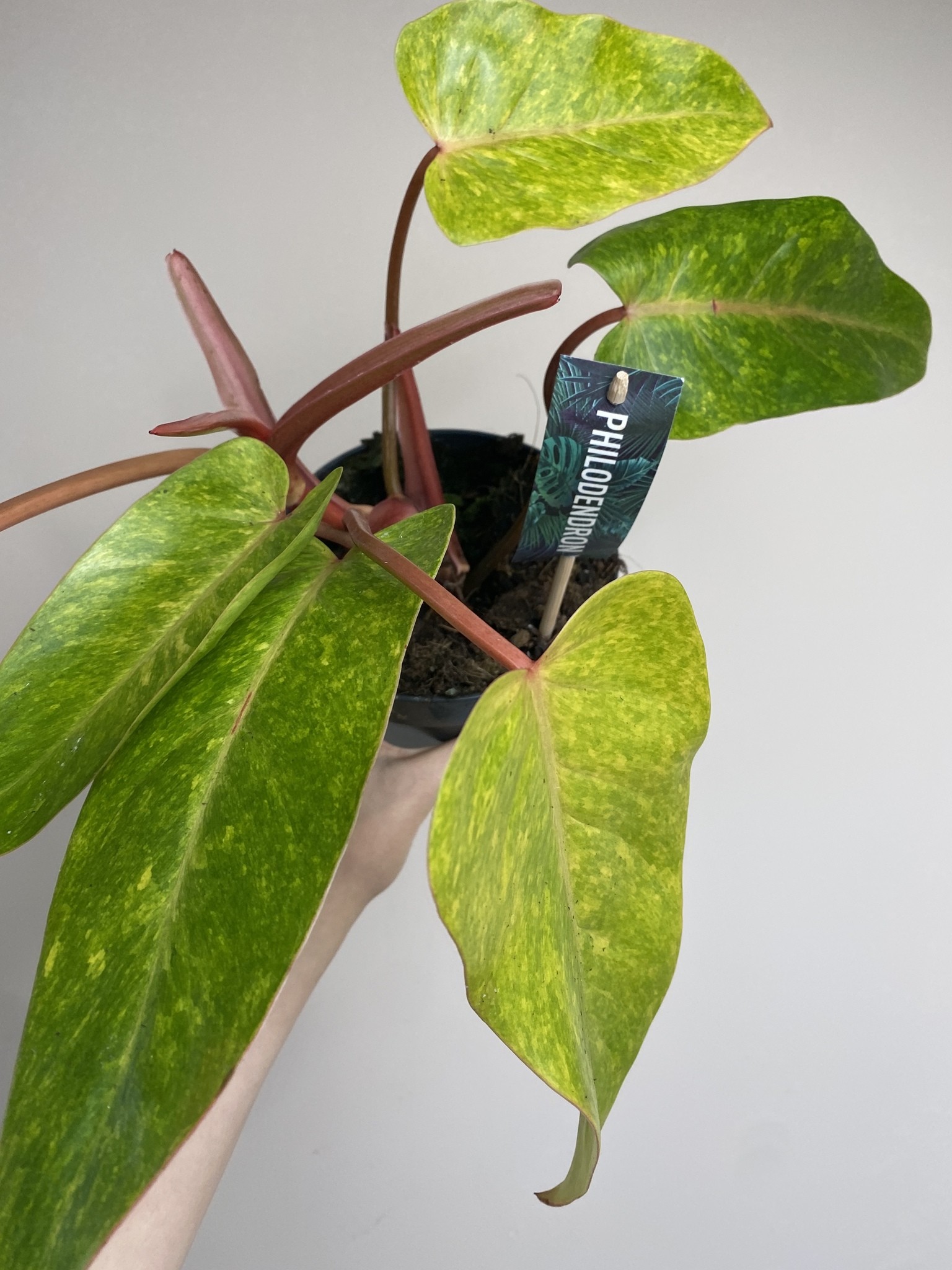Philodendron Painted Lady