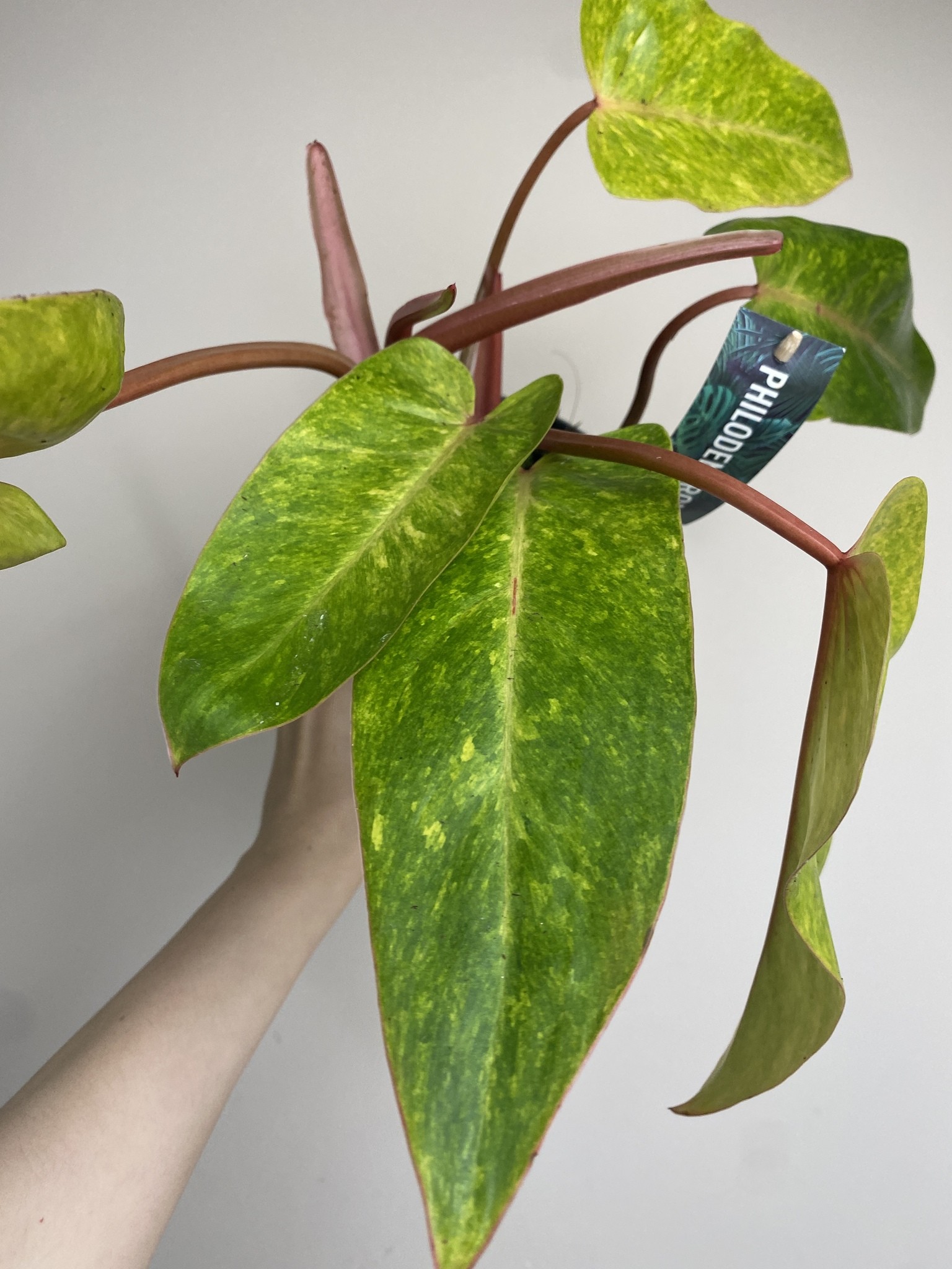Philodendron Painted Lady