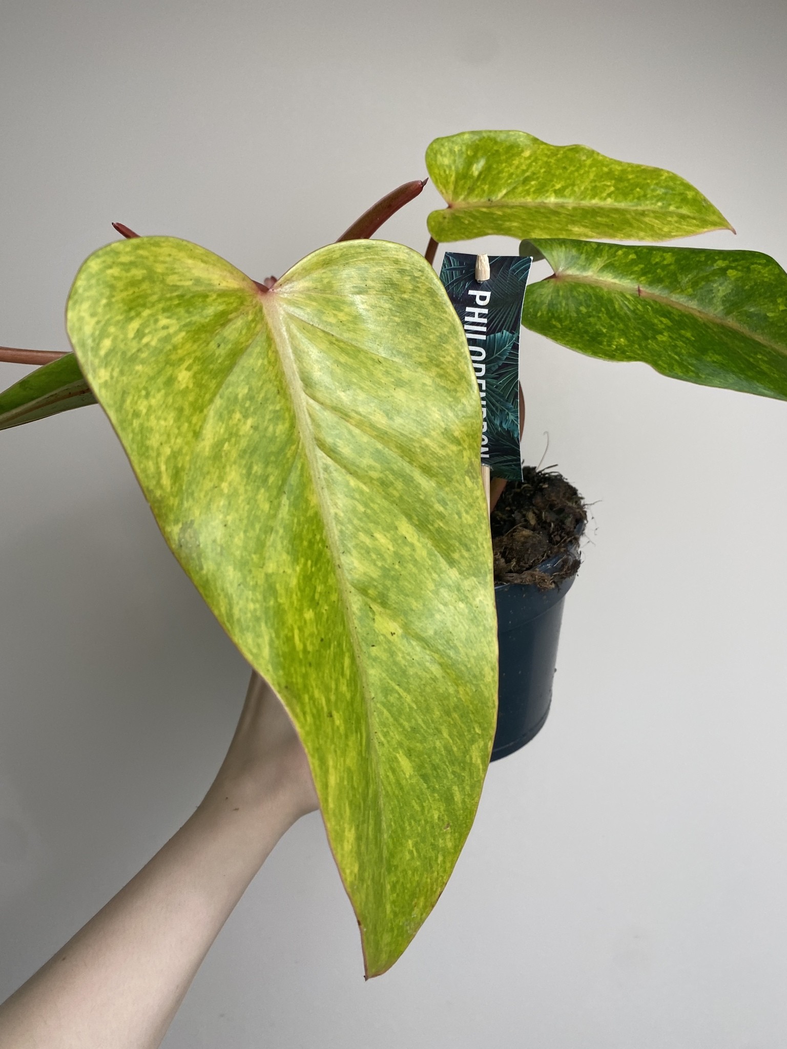 Philodendron Painted Lady