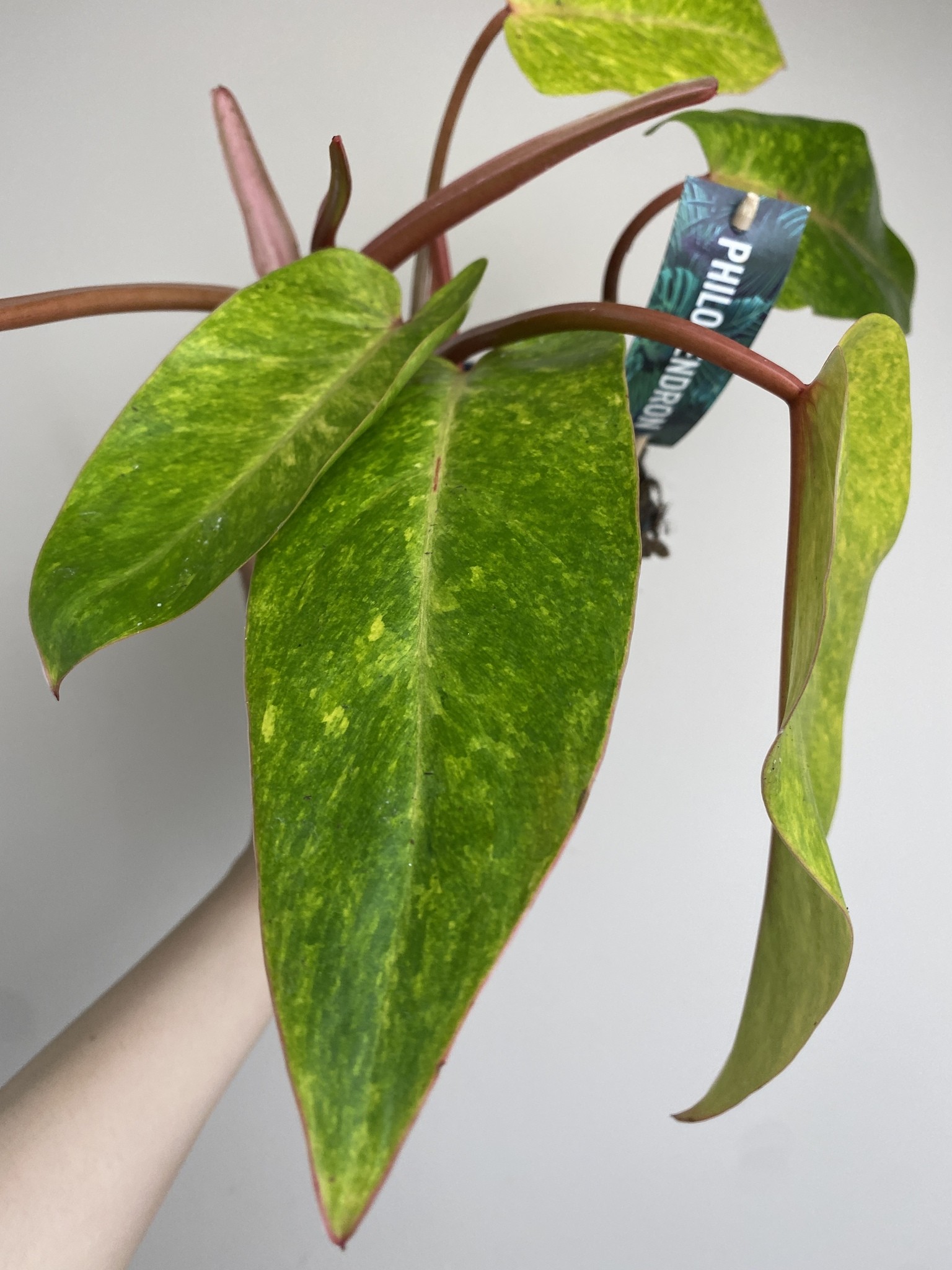 Philodendron Painted Lady